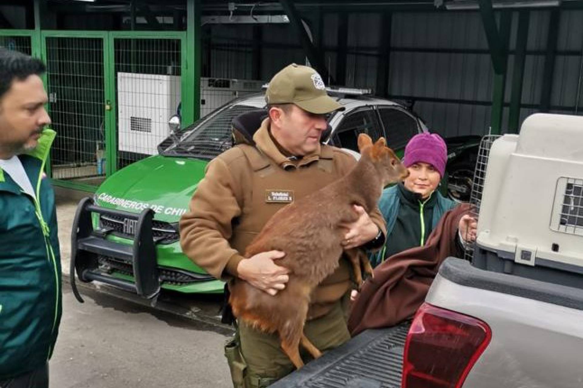 Carabineros rescató en Pinto a pudú que se encontraba herido en inmediaciones de predios residenciales