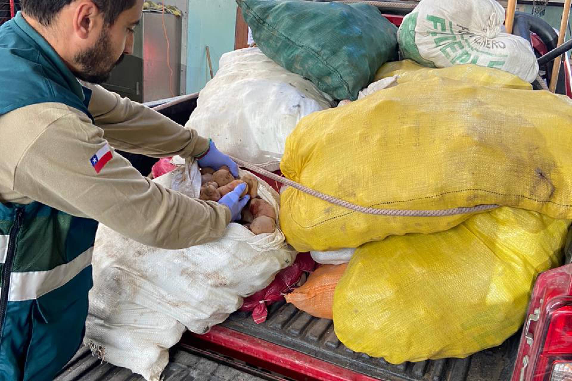 SAG ha interceptado más de 77 toneladas de papas que ingresan de manera ilegal al país