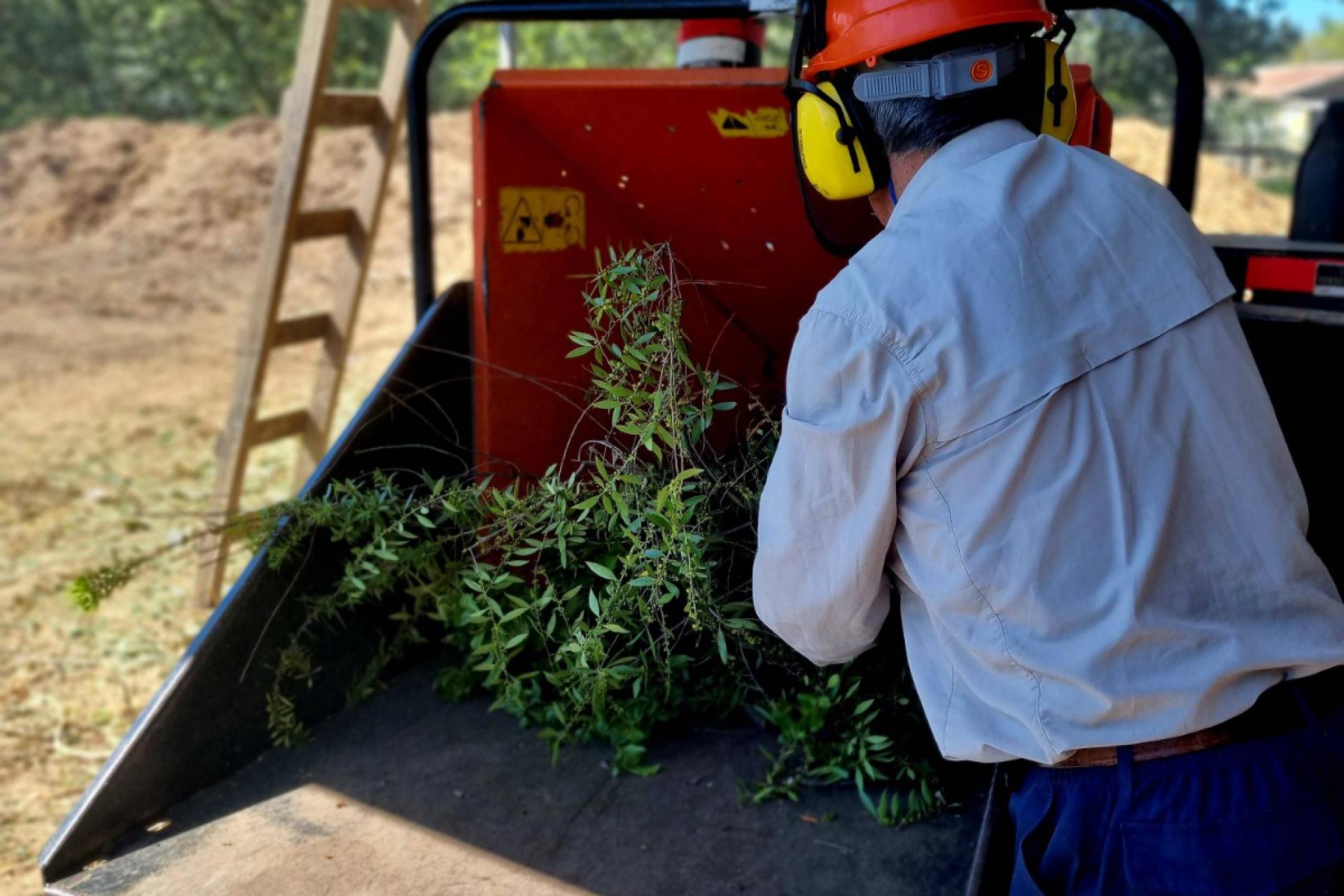 Municipalidad de Chillán ecologiza trabajo de podas gracias al uso de chipeadora de troncos