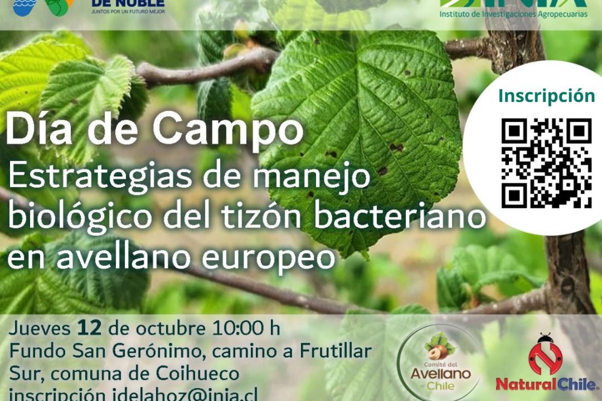 Productores de avellano europeo conocerán control de compleja enfermedad bacteriana por medio de hongos endófitos