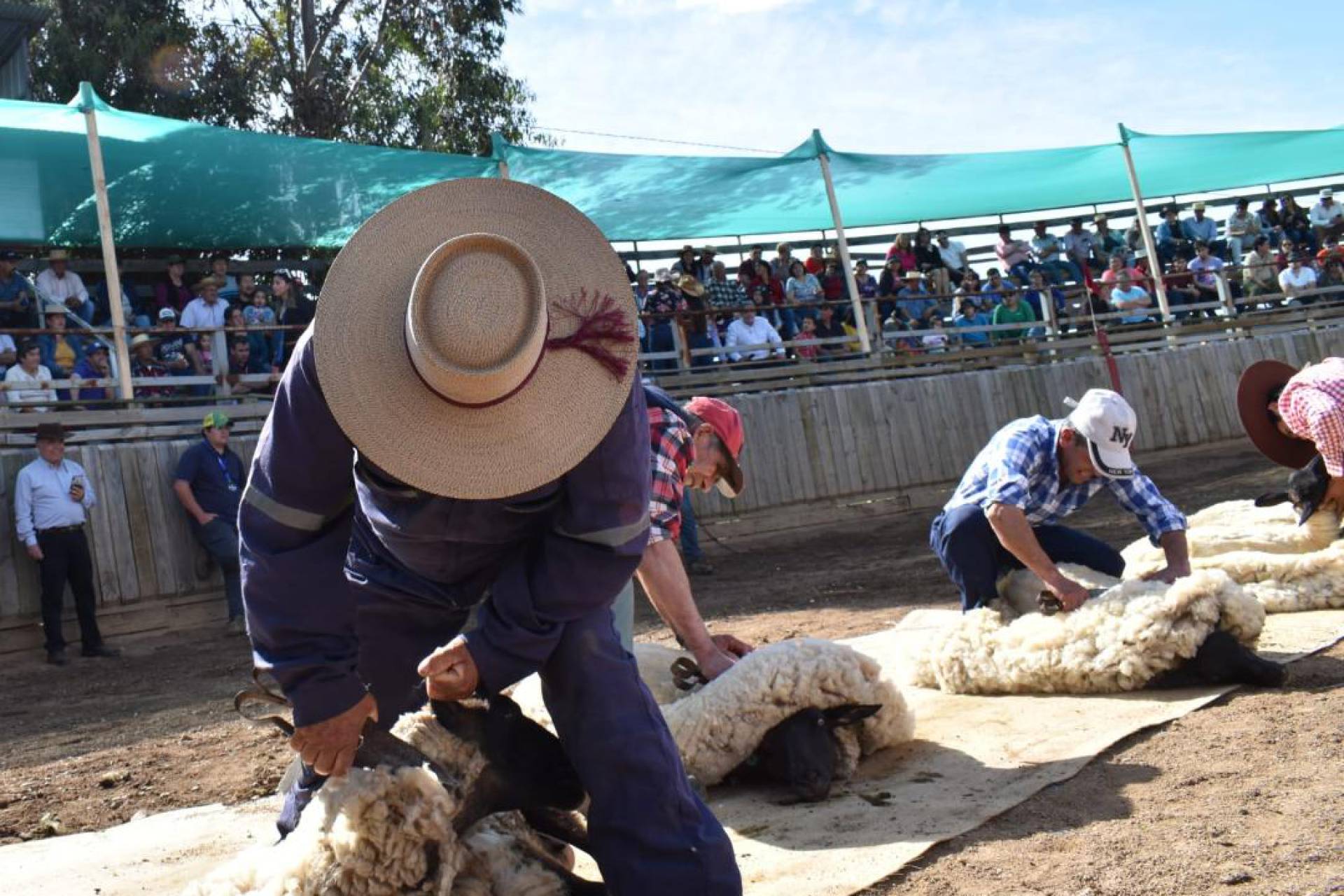 Tradicional ‘Fiesta de la Esquila’ de Puyamávida se tomará San Nicolás este sábado