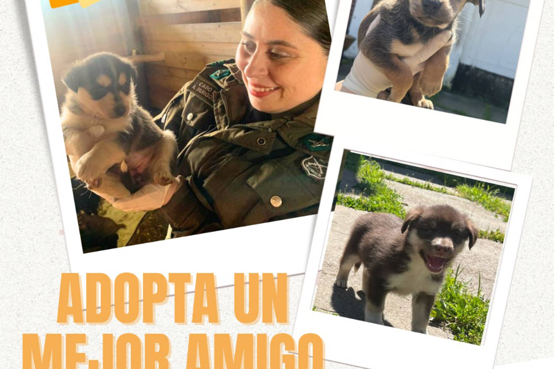 Carabineros realizará segunda versión de la campaña ‘Adopta un Mejor Amigo’