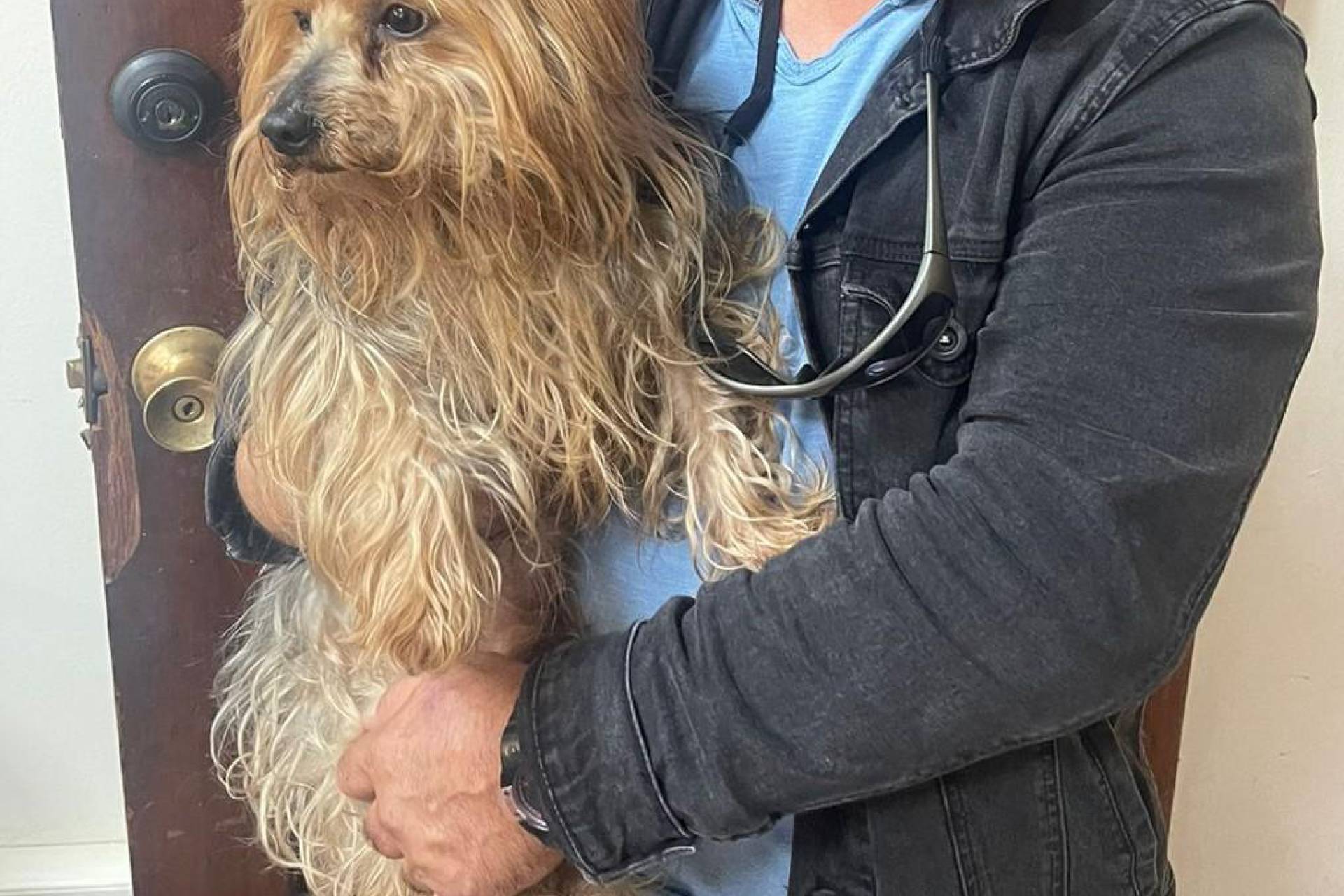 PDI Chillán recupera mascota que era vendida por redes sociales hay un detenido por receptación