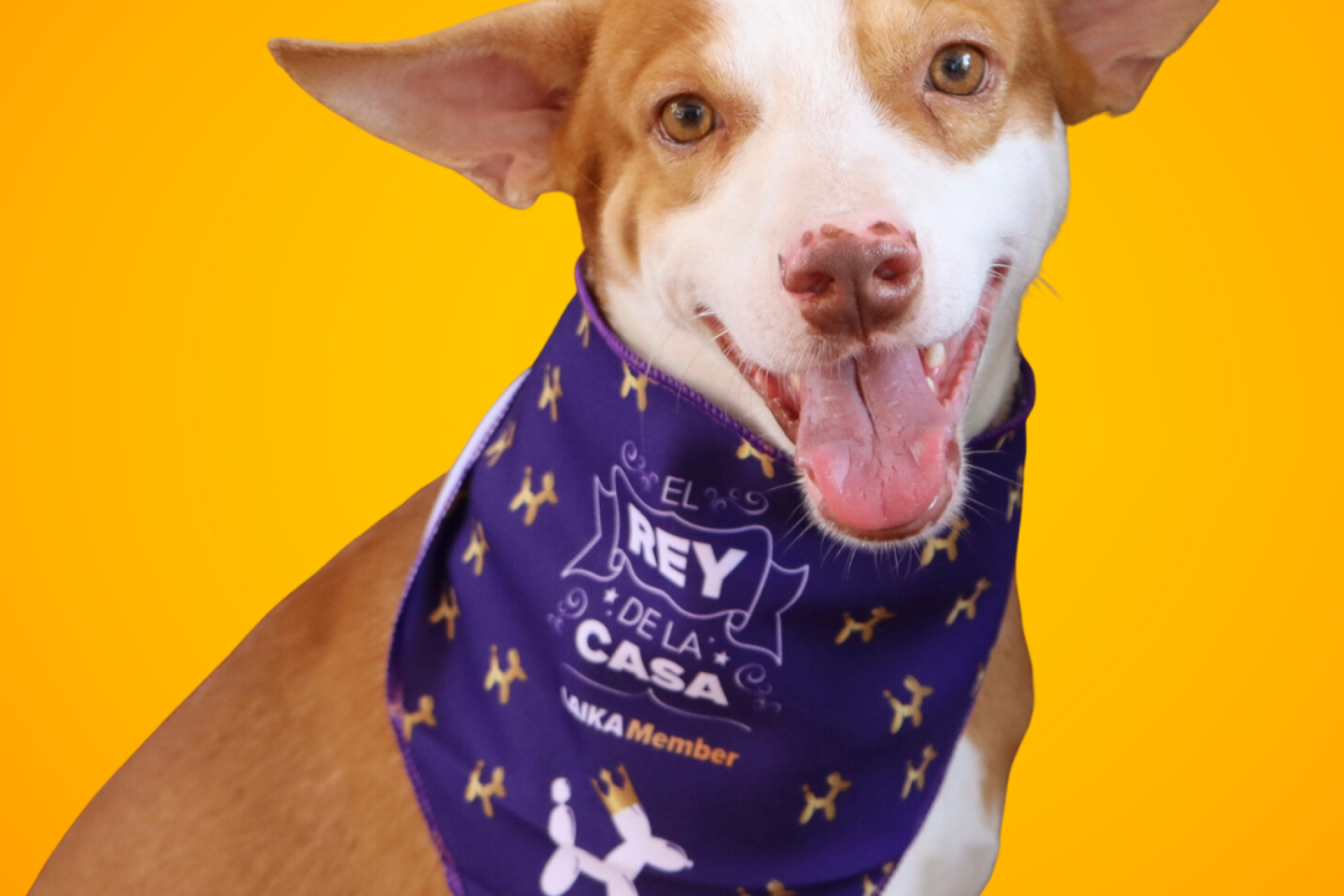 EL GRUPO CHILENO QUE CREYO EN LAIKA, La App líder en productos  para mascotas en Chile