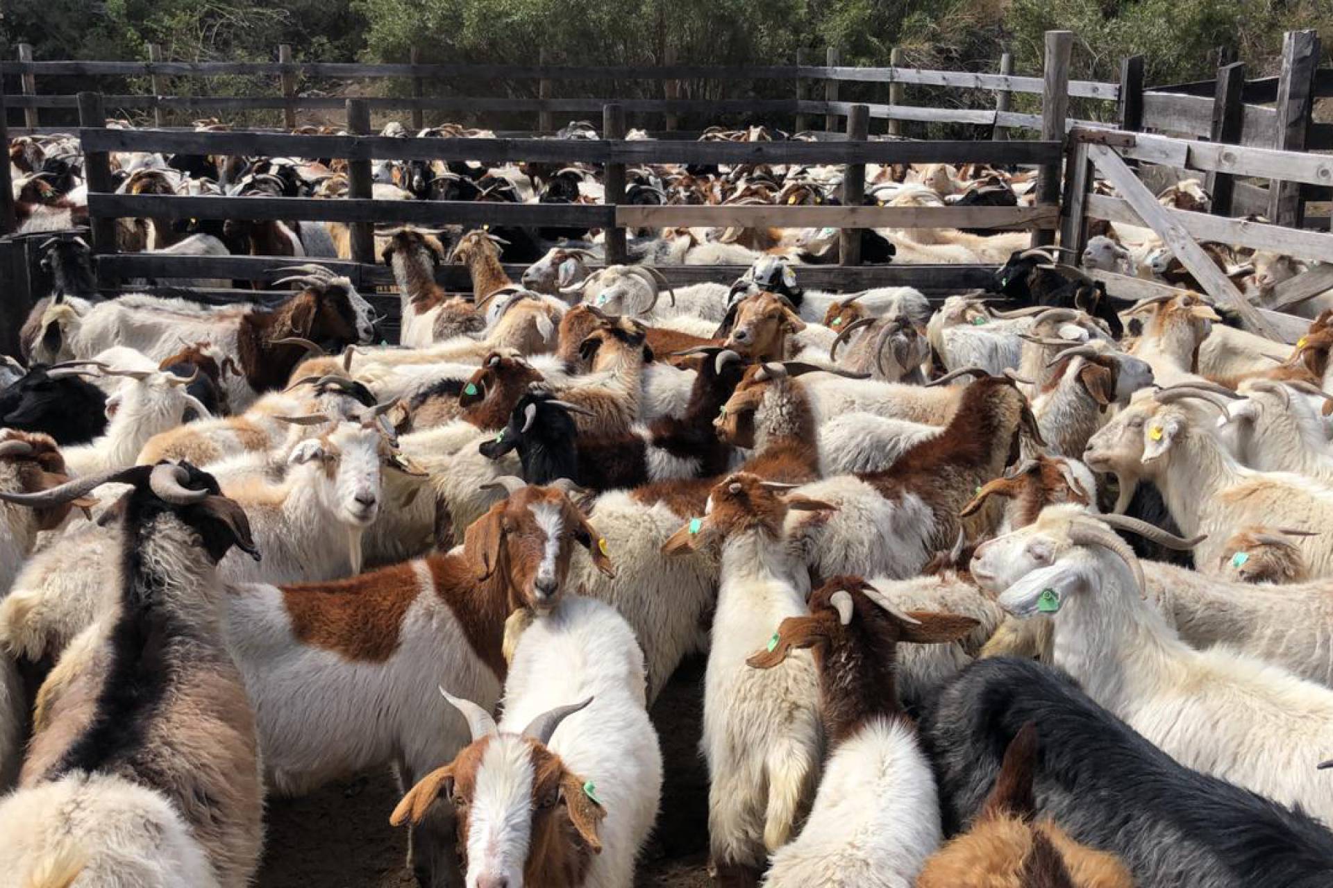 Comienza subida de animales a veranadas de la temporada 2023- 2024: una tradición ancestral de pastoreo del ganado en la  cordillera