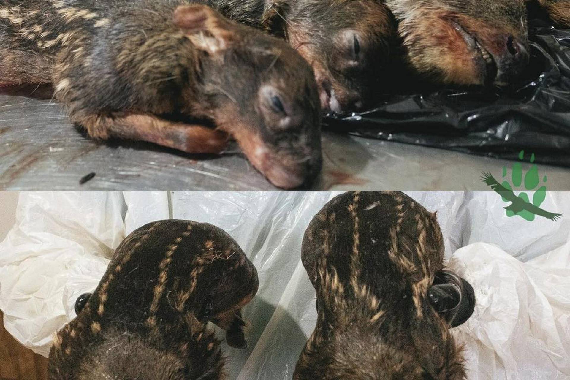 Tragedia de pudúes en Chiloé no cesa: Conmoción por muerte de hembra preñada y sus dos crías atacados por perros