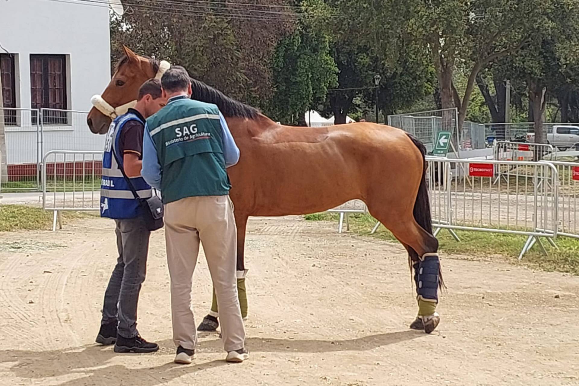 Brote de encefalomielitis equina en Argentina activa plan de vigilancia SAG en territorio nacional