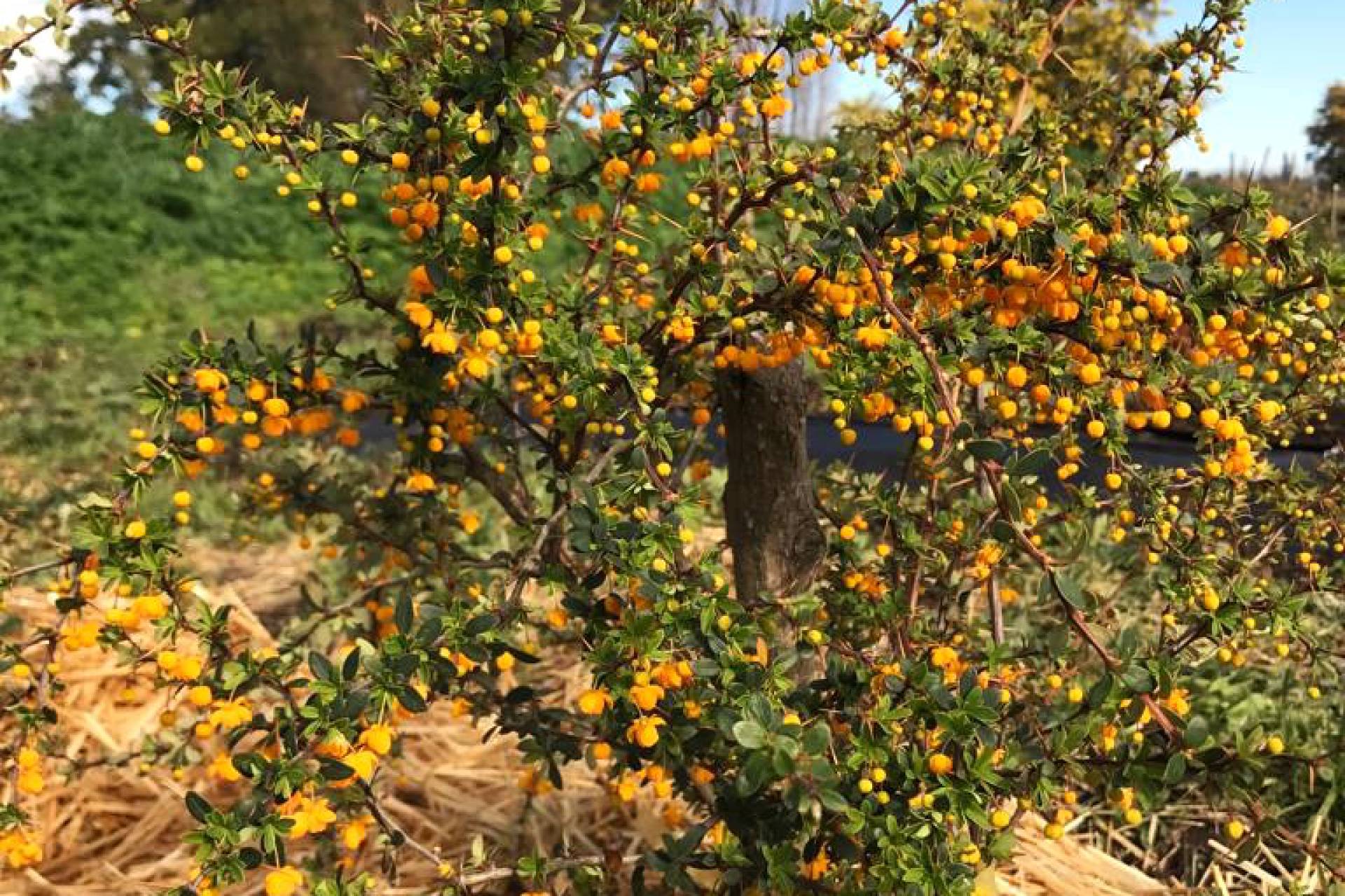 Ñuble se transforma en pionera en la fruticultura adaptada al cambio climático con la incorporación de nuevas especies frutales.