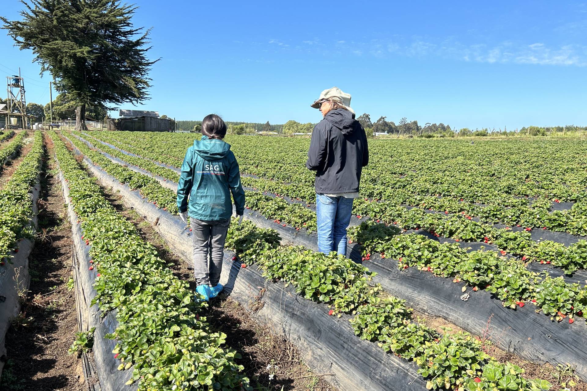 Experto estadounidense visita el Maule por plaga de Nemátodo de la Frutilla