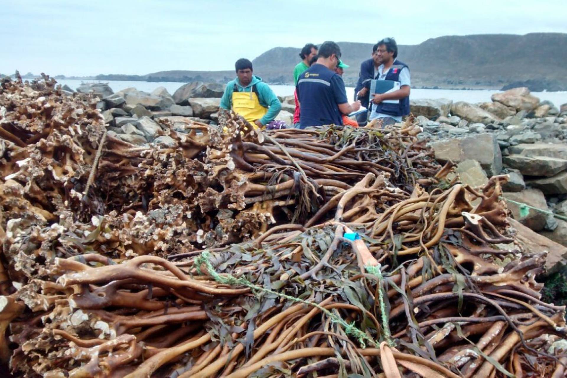 Deforestación  de Bosques marinos de Chile: Sobreexplotación y  extracción ilegal de macroalgas impacta la biodiversidad y la economía costera