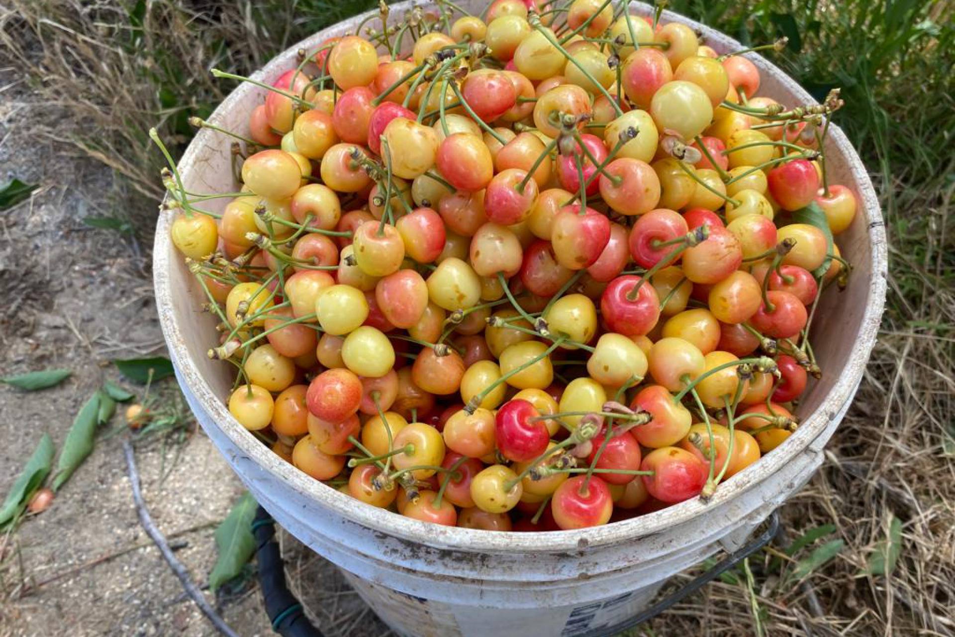 Convenio entre la municipalidad de Quillón y la universidad de Concepción busca ir en Rescate de la Cereza Corazón de Paloma