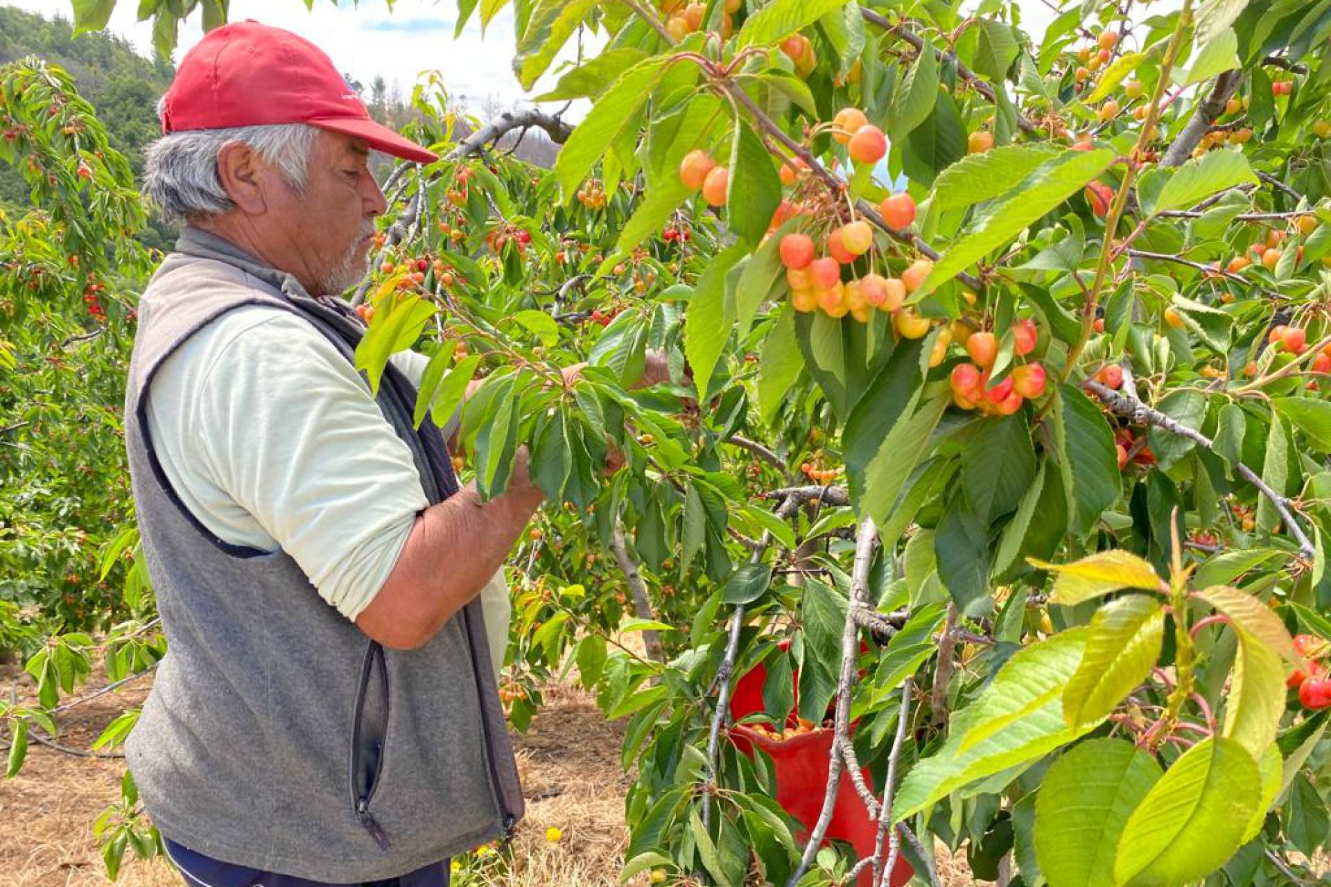 Convenio entre la municipalidad de Quillón y la universidad de Concepción busca ir en Rescate de la Cereza Corazón de Paloma