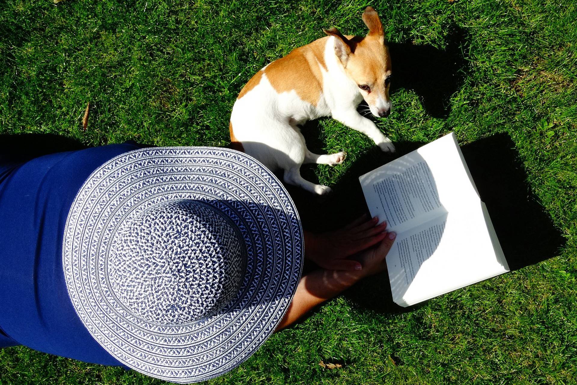 ¿Llevarás a tu mascota de vacaciones? Conoce algunas recomendaciones y cuidados