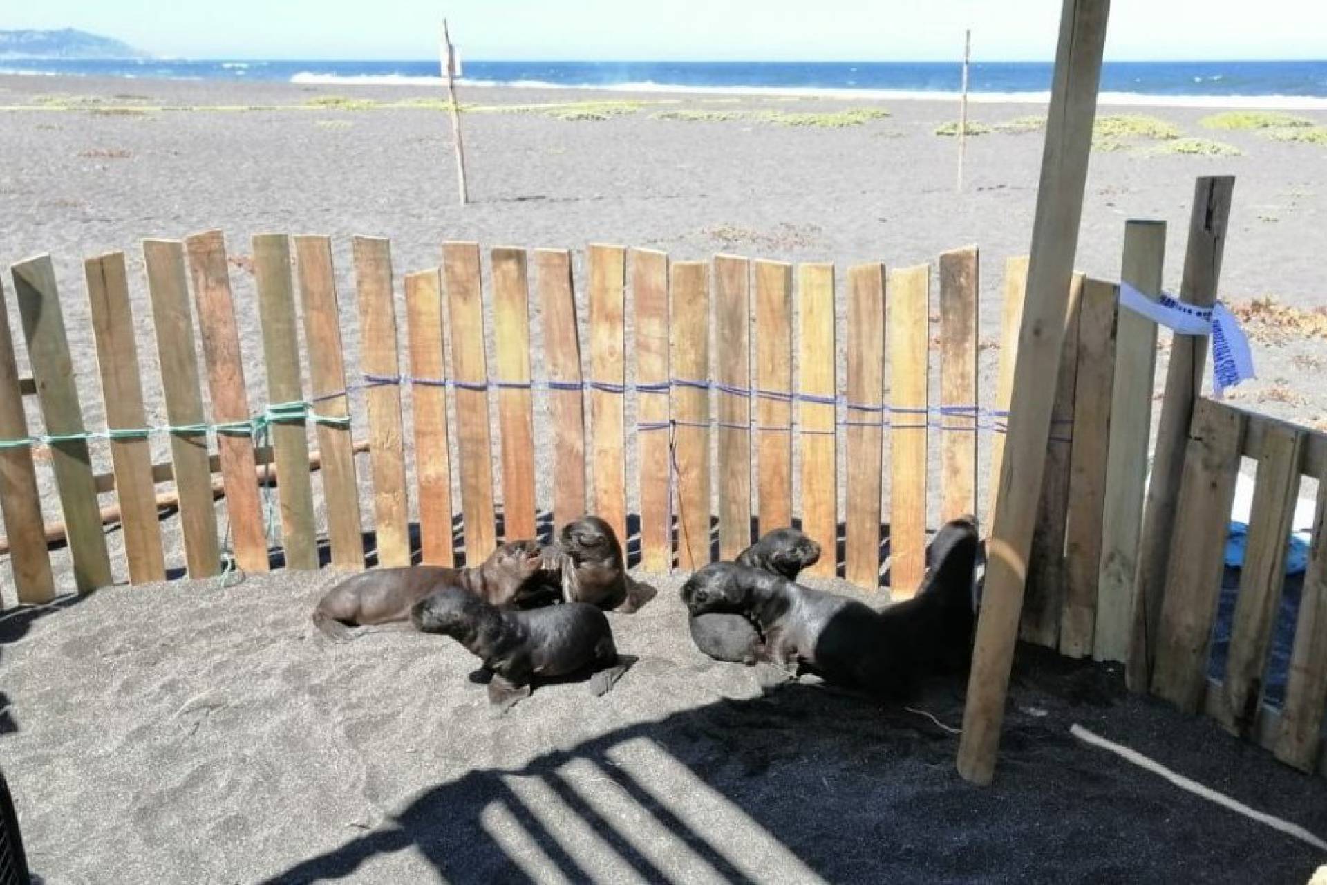 Comenzó temporada de voluntariado por varamiento de crías de lobos marinos en Cobquecura