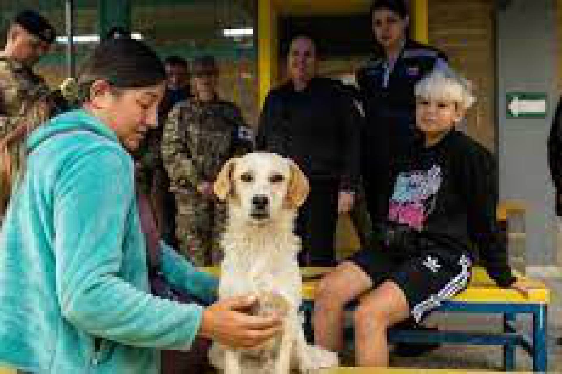 Subdere entrega recursos al municipio de Quilpué para realizar atención veterinaria a animales afectados por los incendios