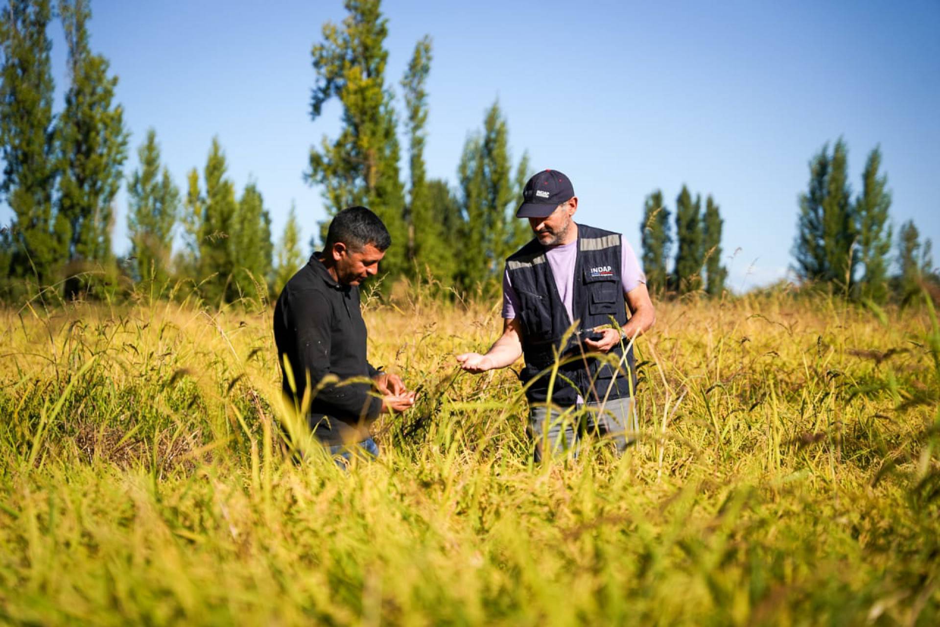 Minagri destinará $7.582 millones para fortalecer la producción  nacional de cultivos tradicionales