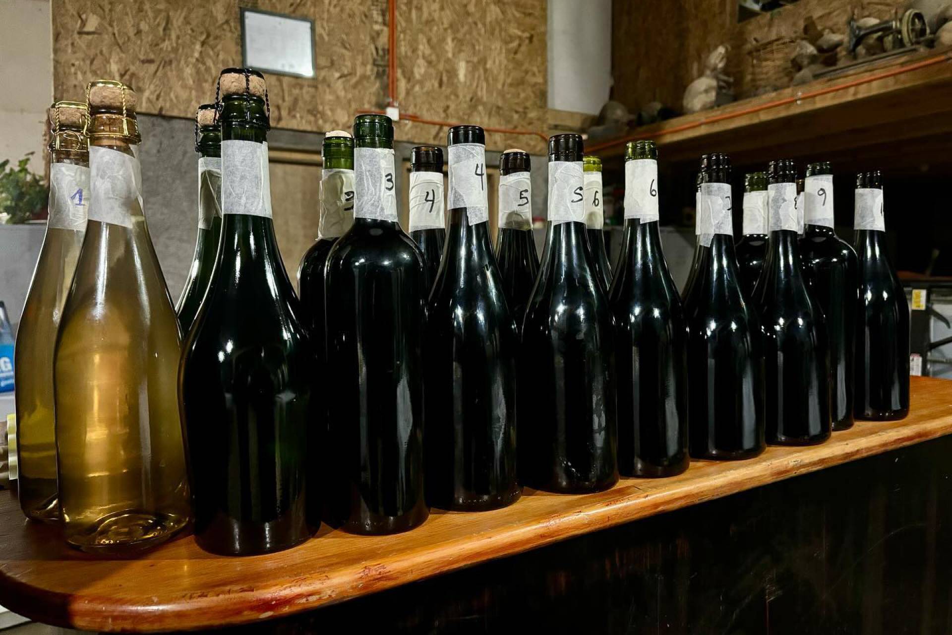 Itata Wines: en Coelemu se celebró la creación de una nueva cooperativa vitivinícola en Ñuble