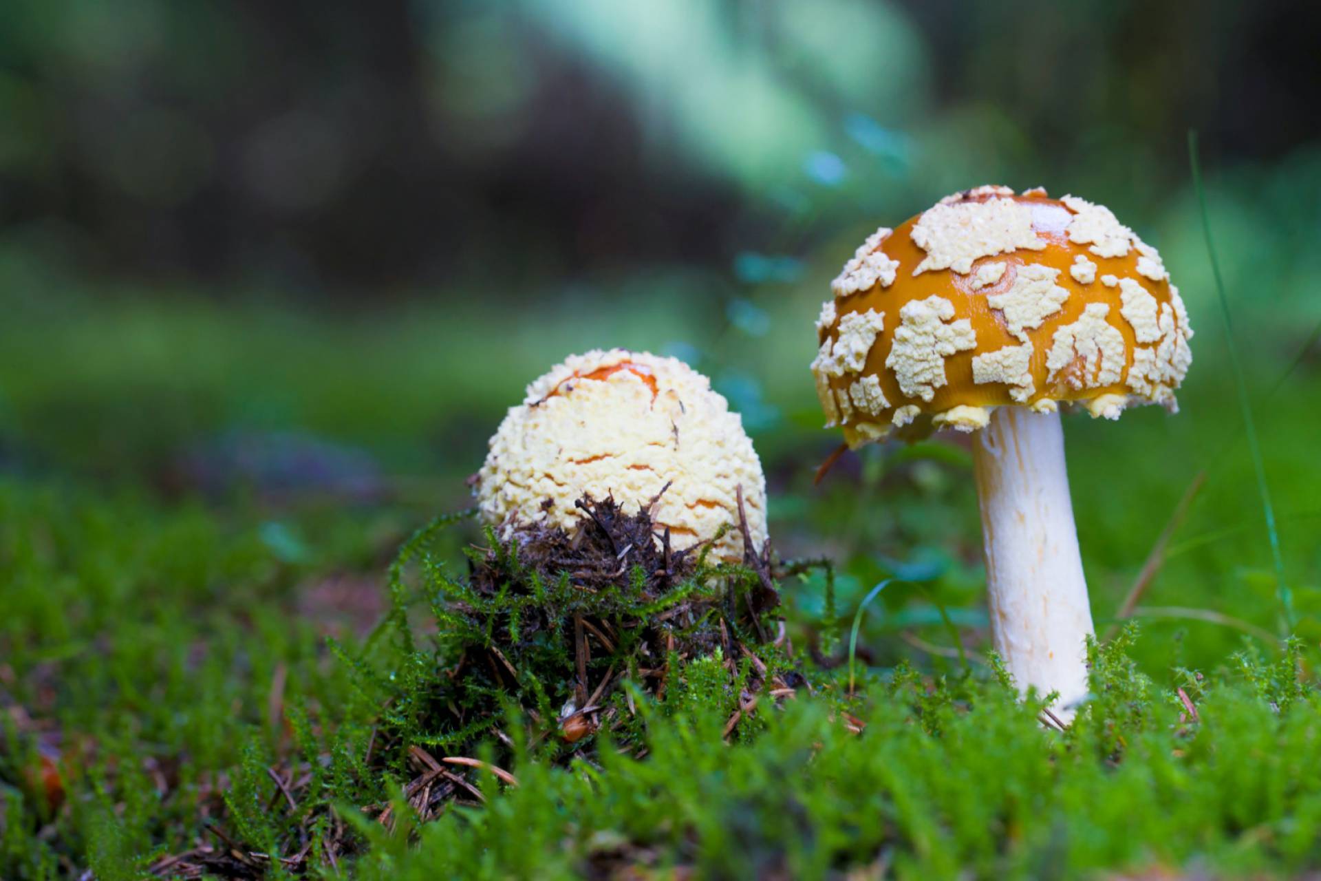 La relevancia de los hongos para el funcionamiento del planeta