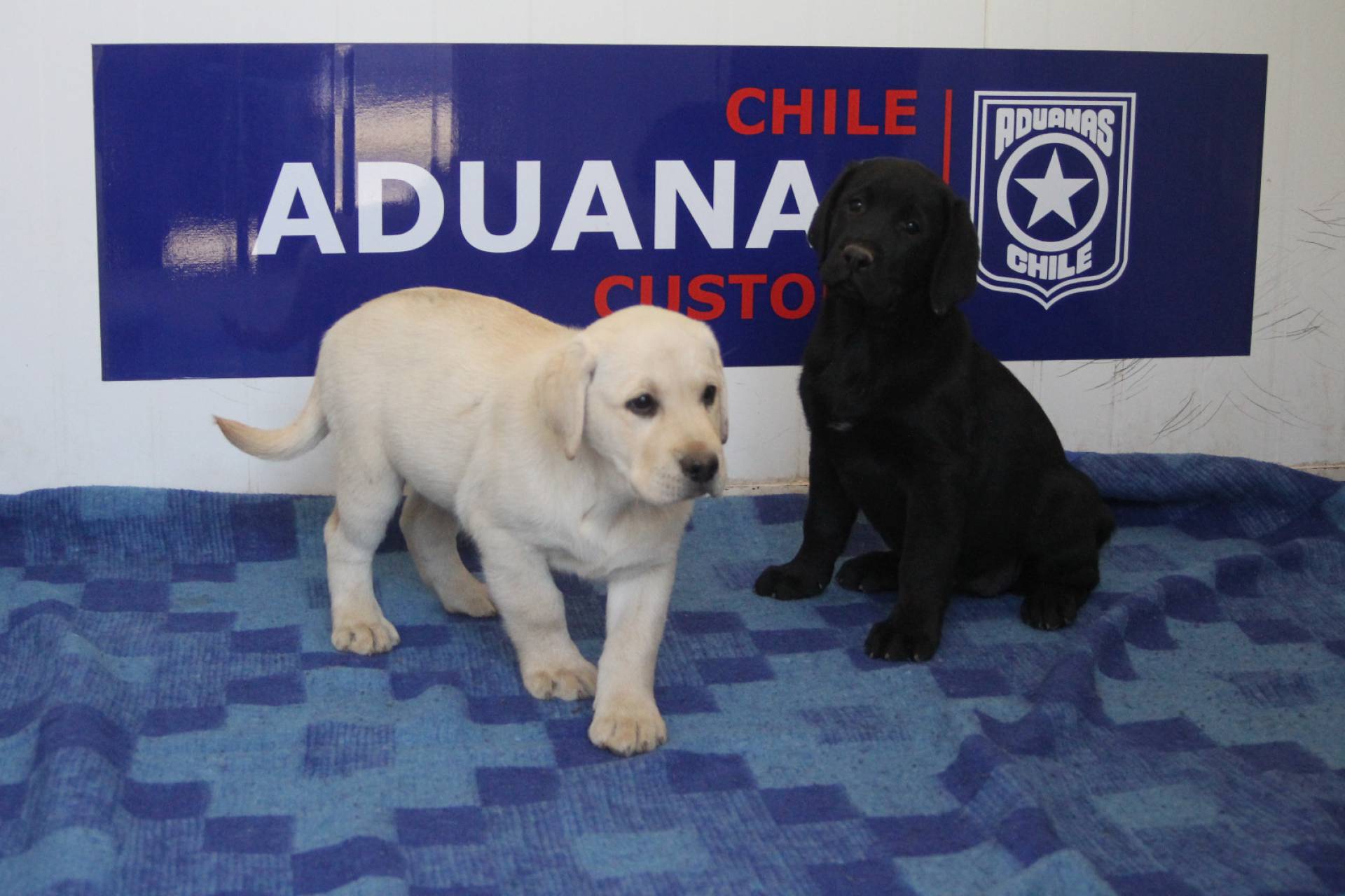 Convenio entre Armada y Aduanas busca fortalecer fiscalización marítima con canes especializados.