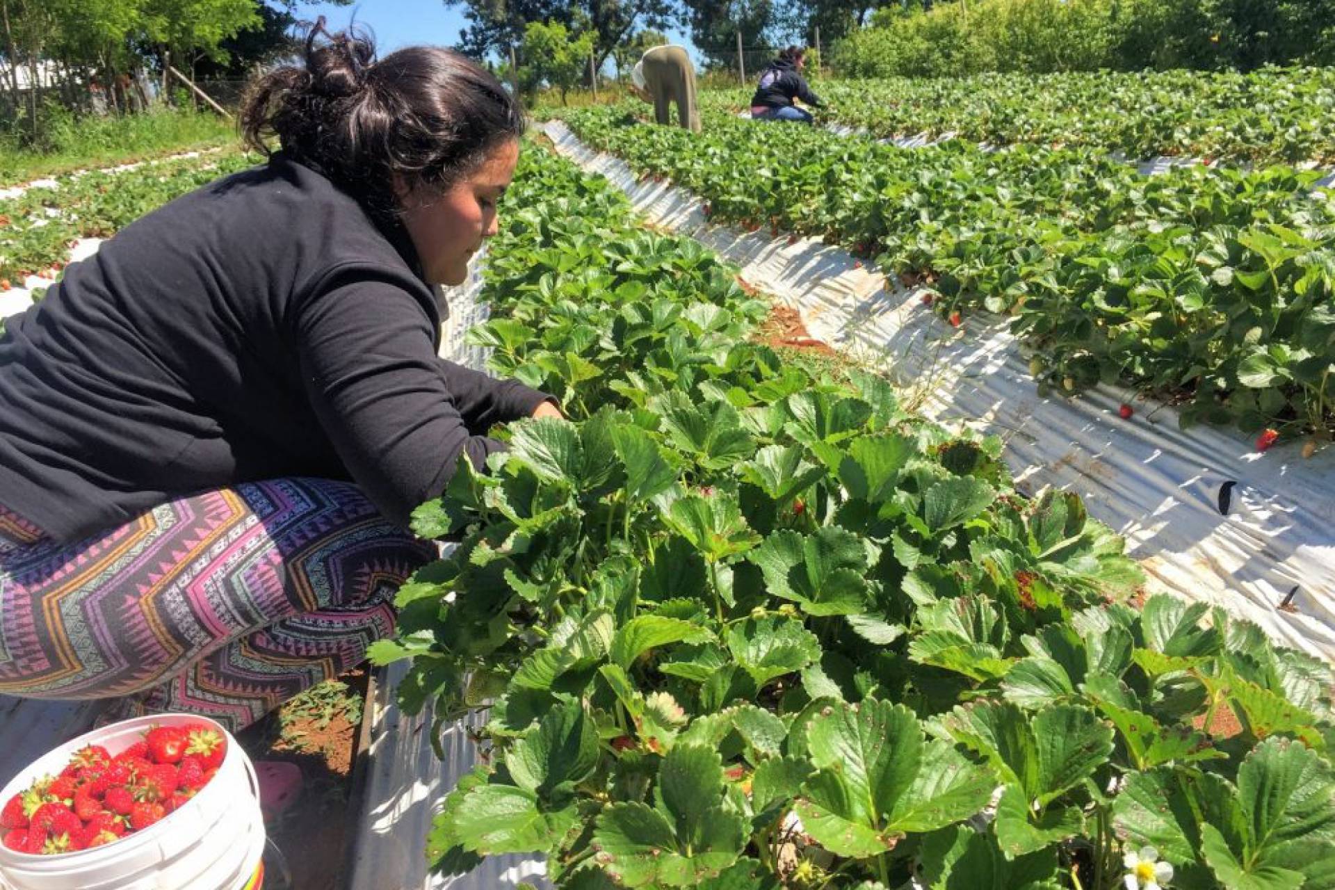 Agricultura invita a participar en el próximo webinar de la RAN – Agromet