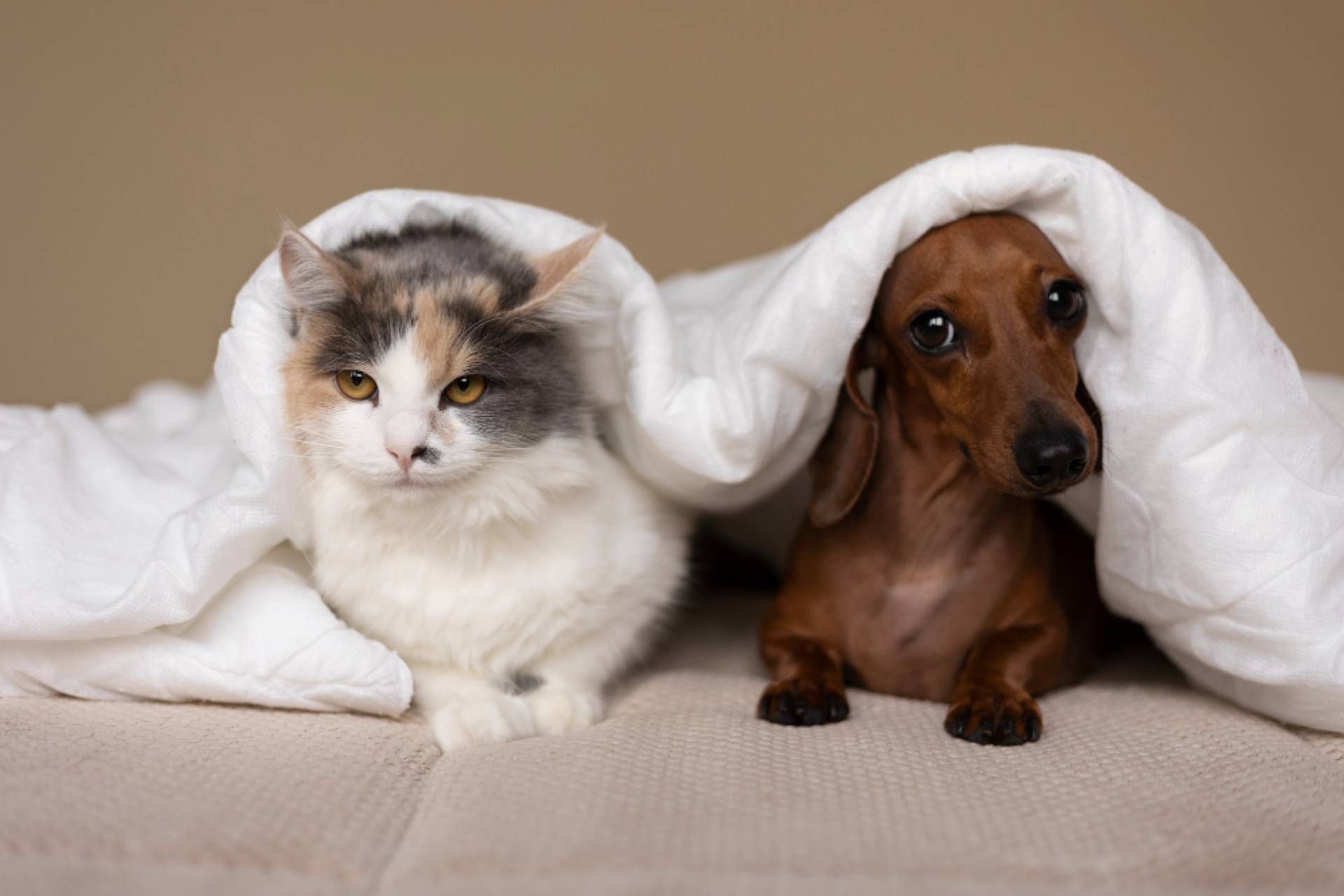 Mascotas obesas en Chile: Cómo el caldo de hueso es un apoyo para un peso saludable