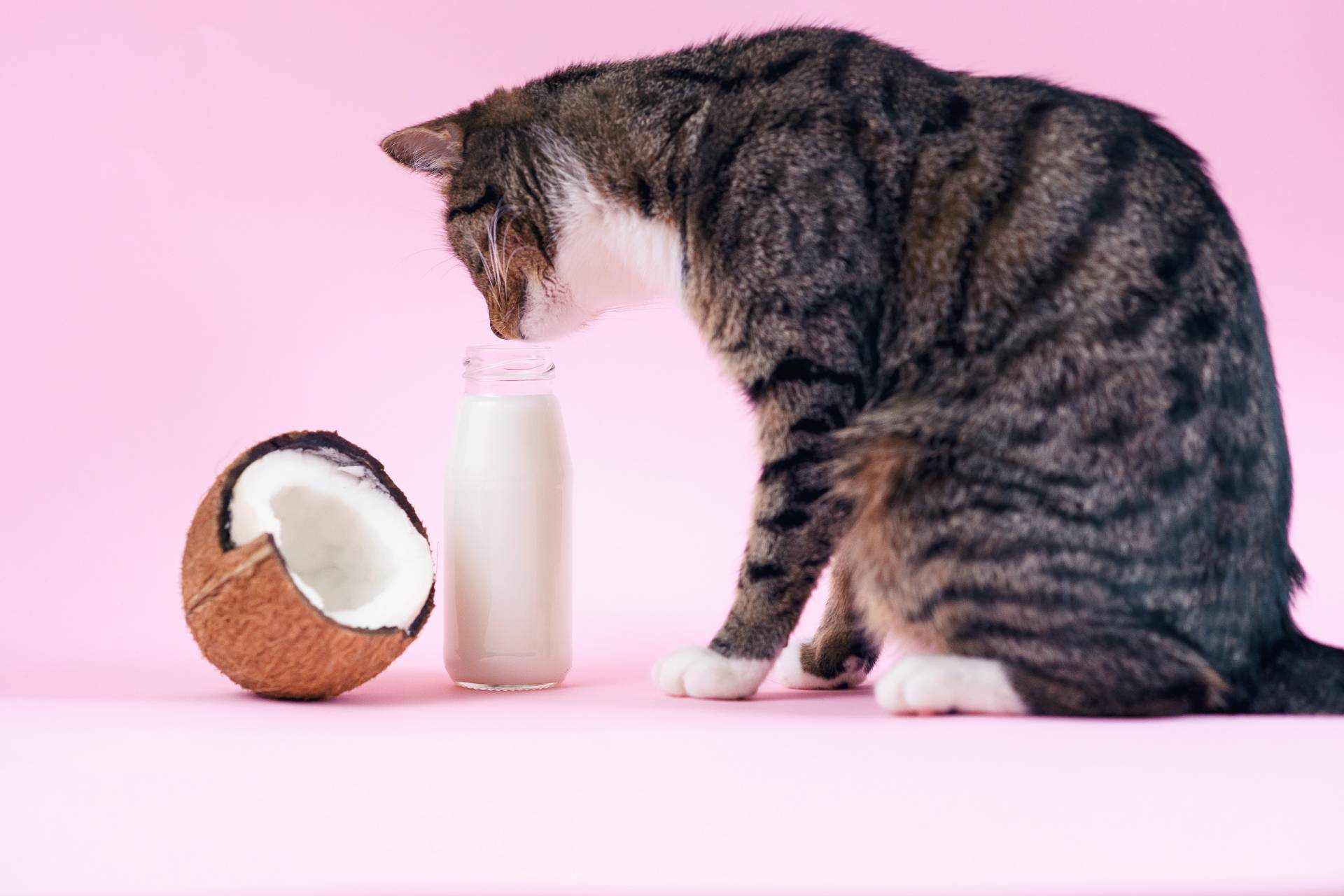 Aceite de coco: Conoce los beneficios que este producto podría proporcionar a tus mascotas
