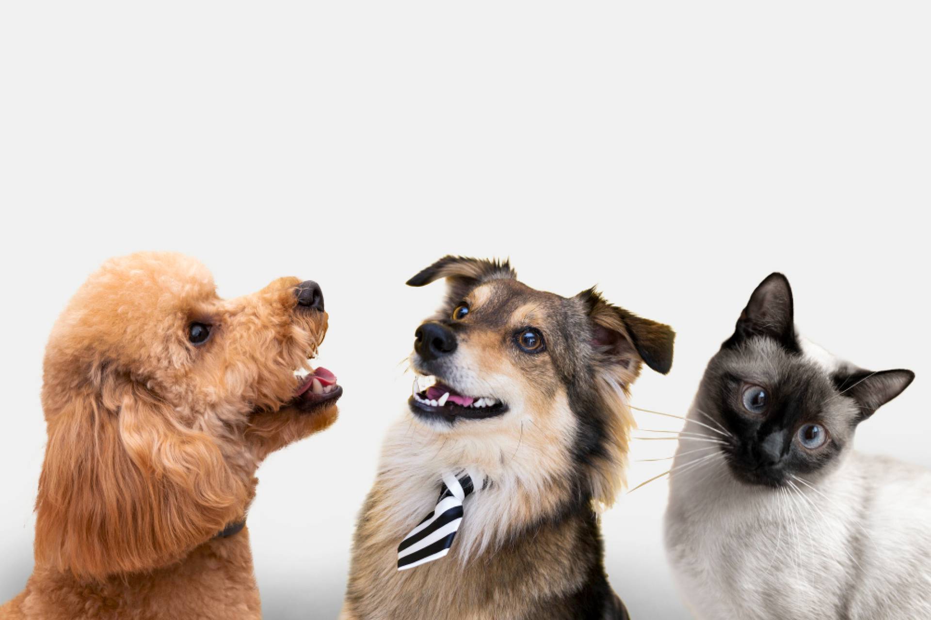 Salud dental de mascotas: Cómo el caldo de hueso fortalece la dentadura y reduce el sarro