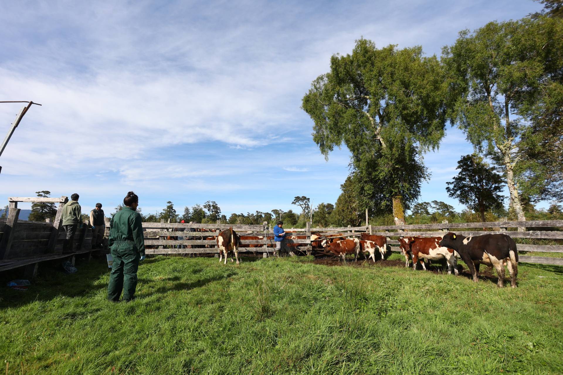 SAG hace positivo balance de la prescripción electrónica de antibióticos para animales en Chile