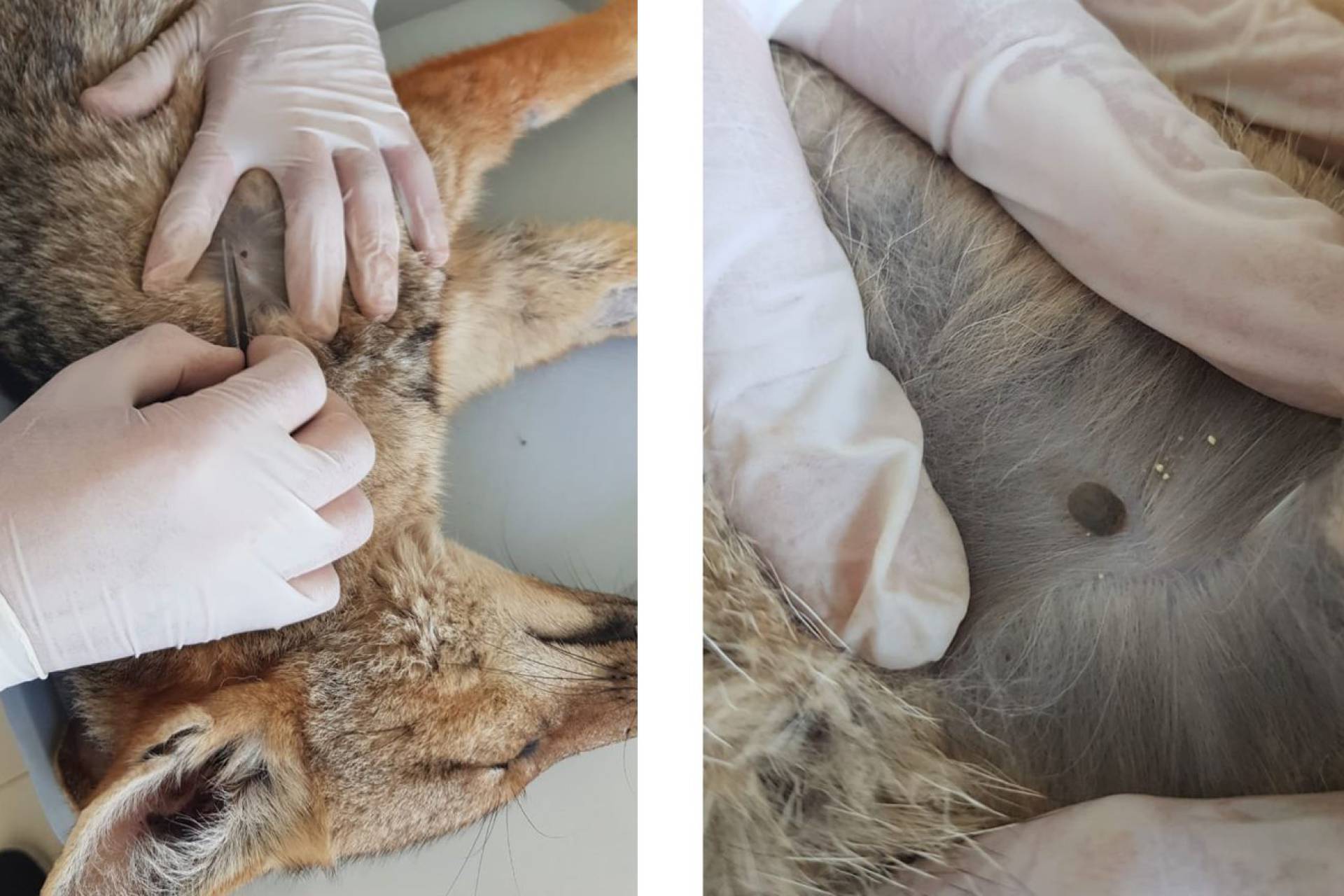Nuevas especies de garrapatas de Pakistán y Chile fueron identificadas por experto de Veterinaria UdeC