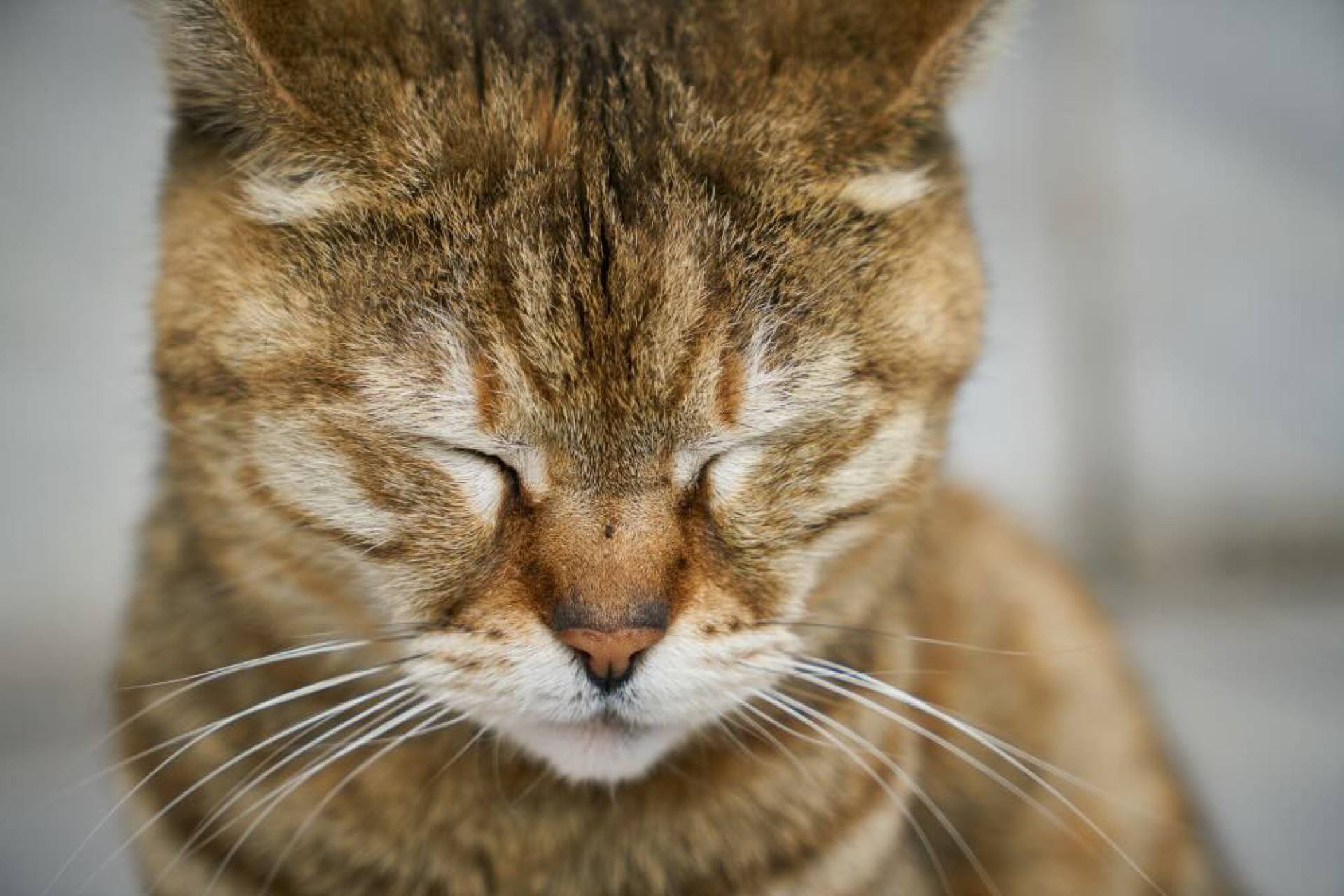 ¿Mascotas con ansiedad? Consejos de cómo el caldo de hueso puede funcionar como un calmante natural
