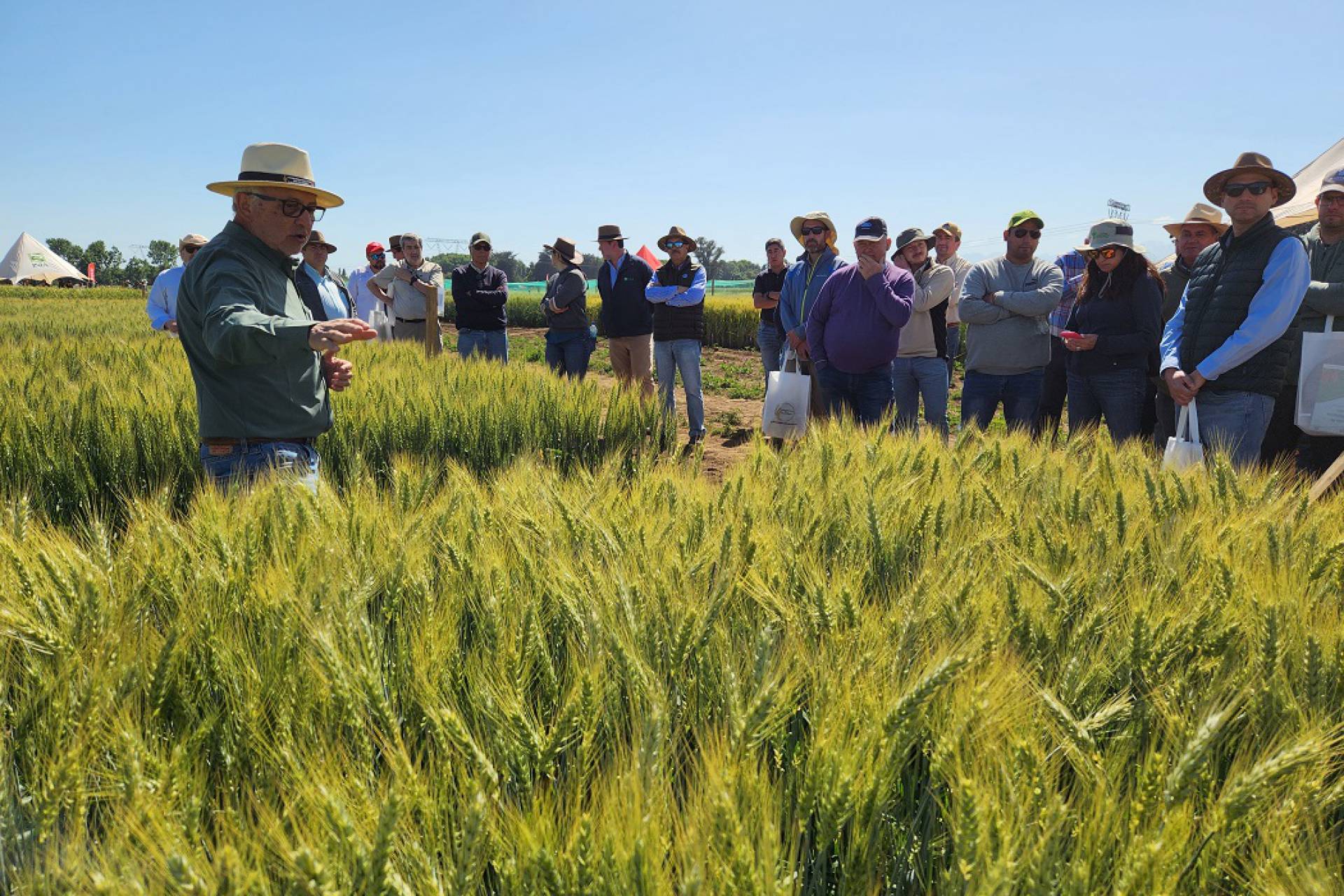 Celebran 60 años del Programa de Mejoramiento Genético de Trigo con nueva variedad adaptada a condiciones extremas