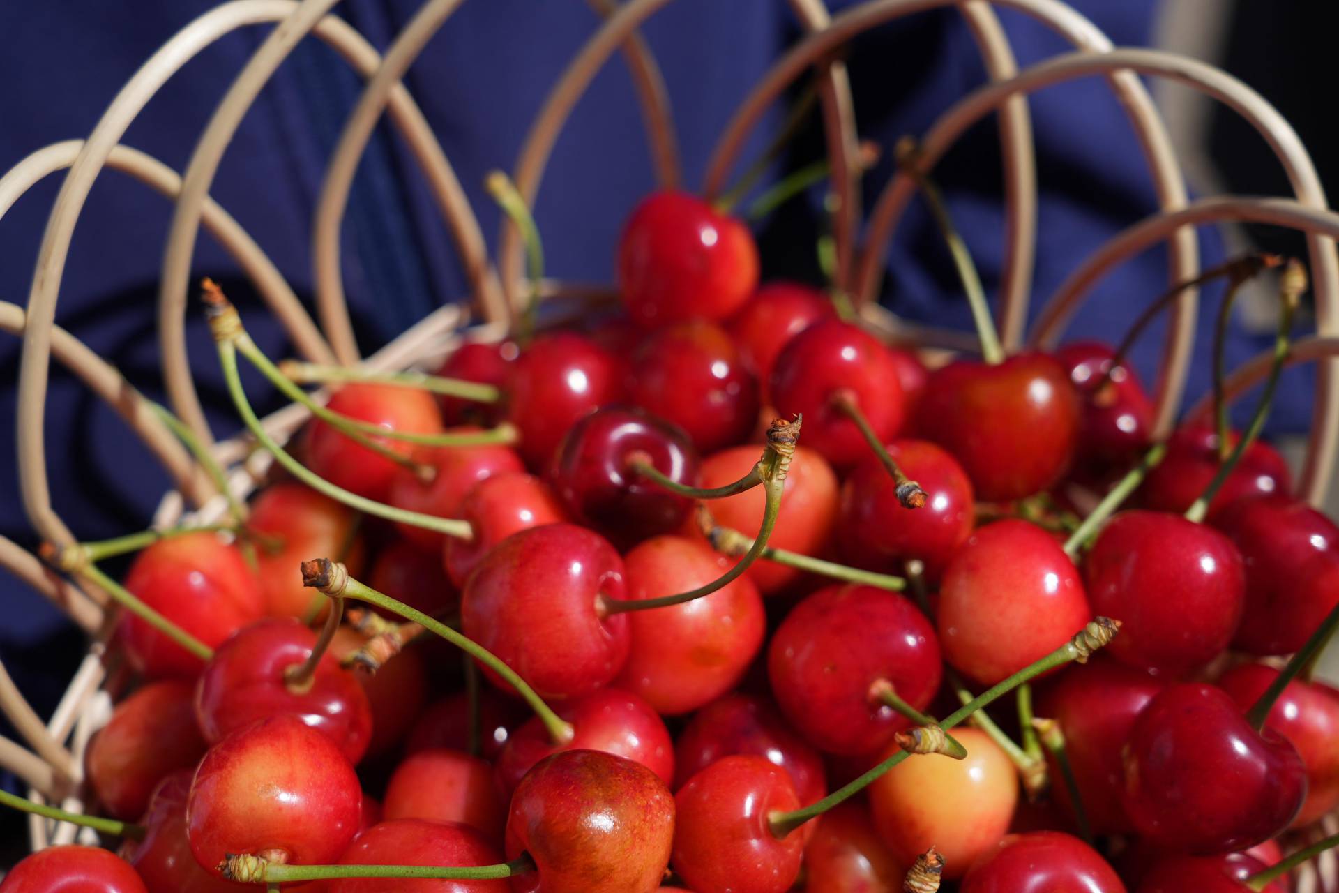 PEQUEÑOS PRODUCTORES DE ÑUBLE INVITAN A REGALAR CEREZAS ESTA NAVIDAD.