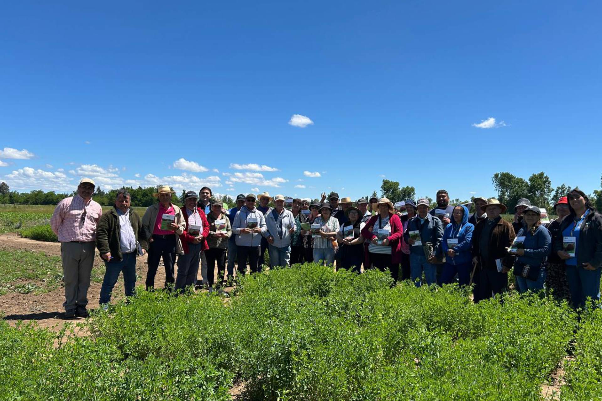 Nueva variedad de alfalfa revolucionará la ganadería del centro-sur de Chile.