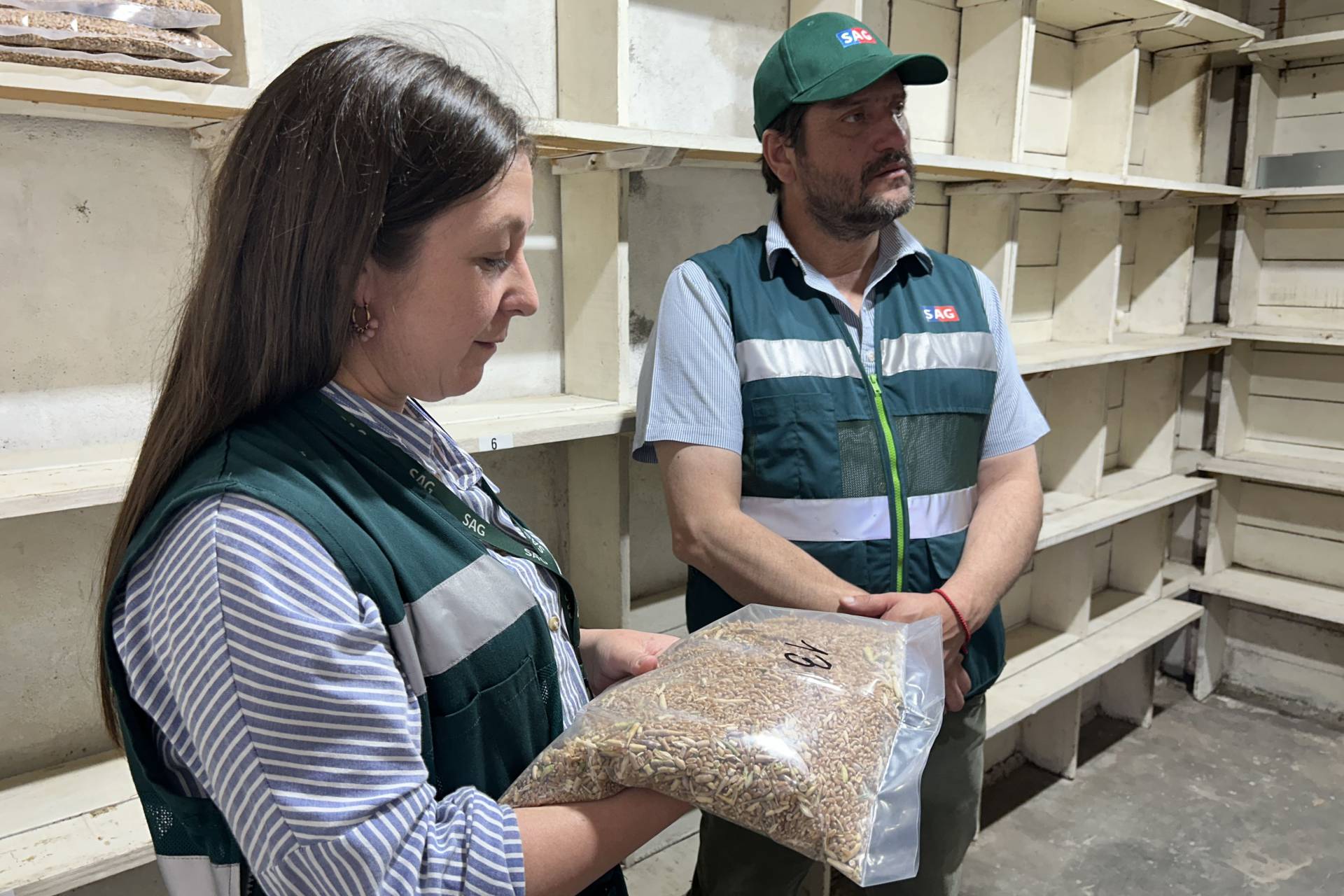 Fiscalización de trigo en Linares asegura cumplimiento de normas agropecuarias.
