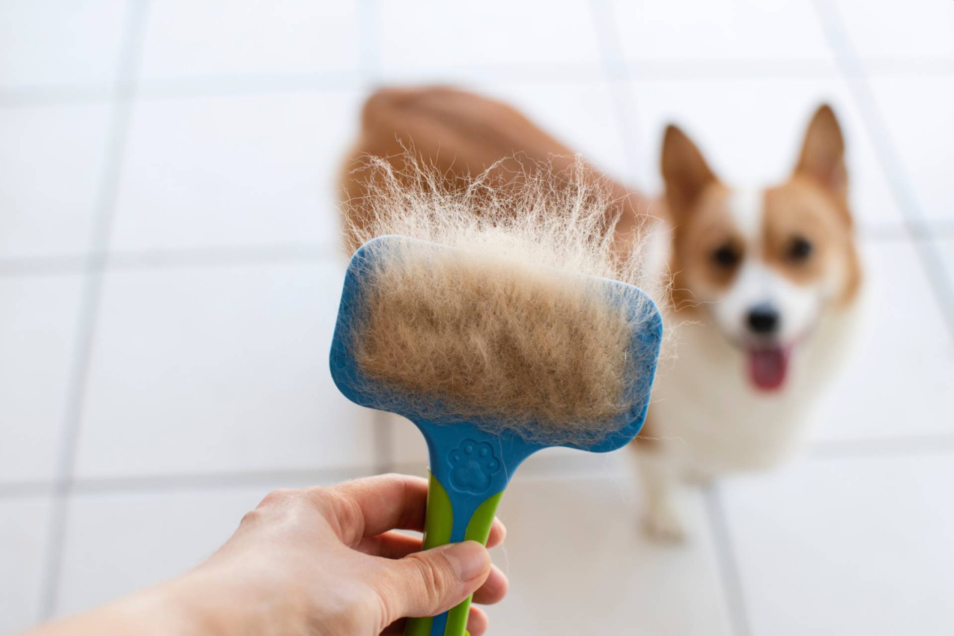 Experta entrega recomendaciones para muda de pelaje de mascotas