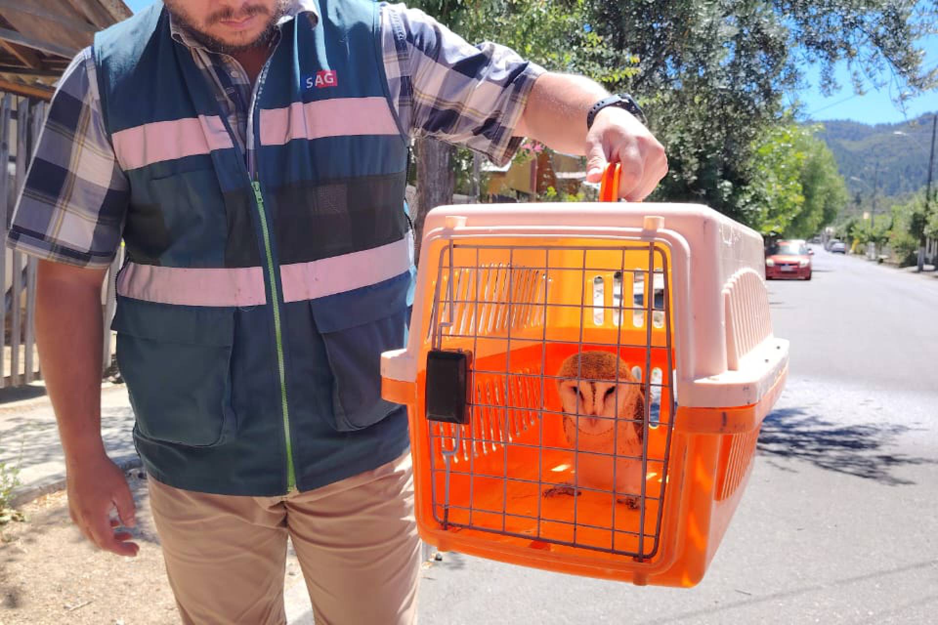 operativo de sag y bomberos de ninhue rescatan ejemplar de lechuza en incendio