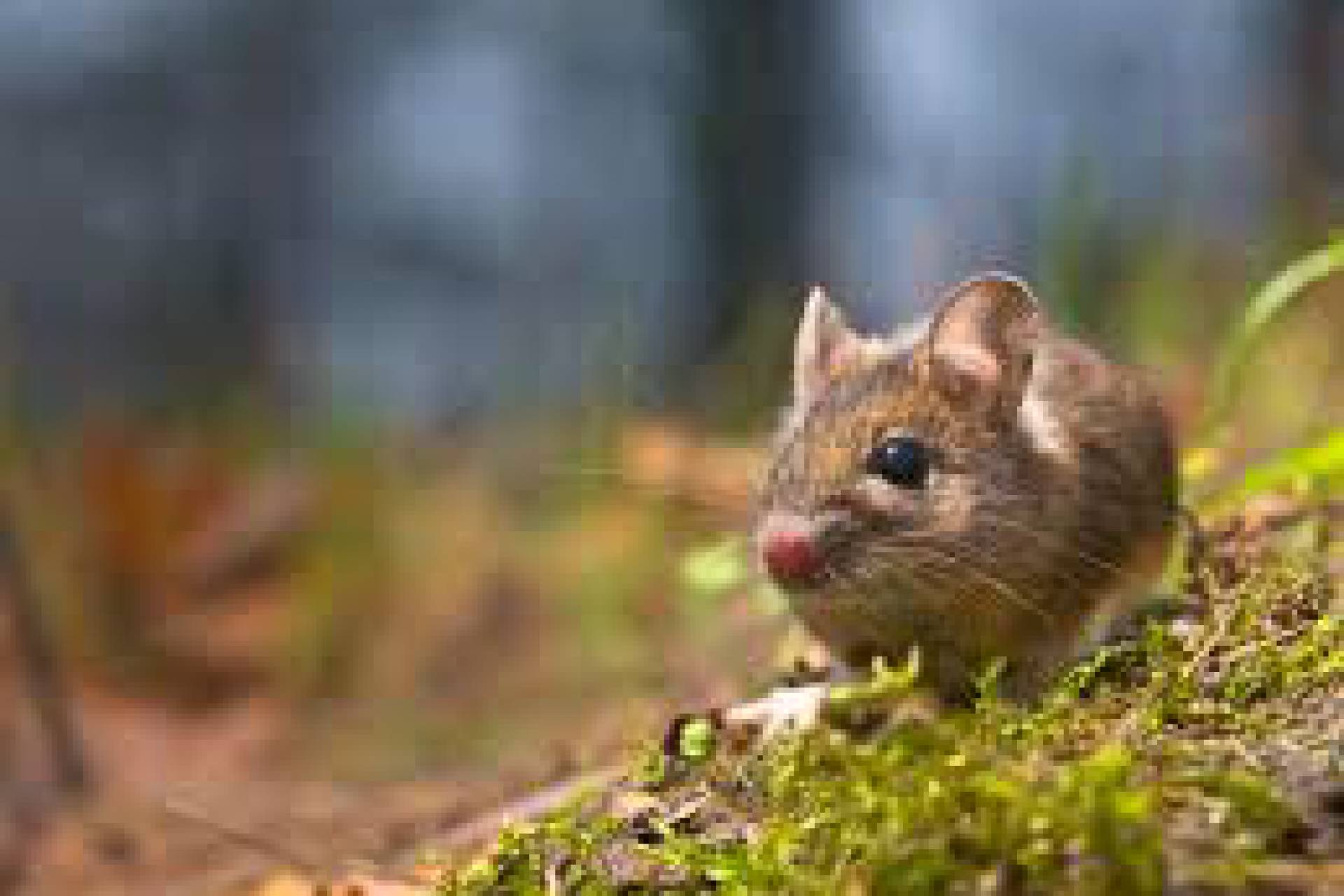 Seremi de Salud confirma nuevo caso de Hantavirus en la Región de Ñuble