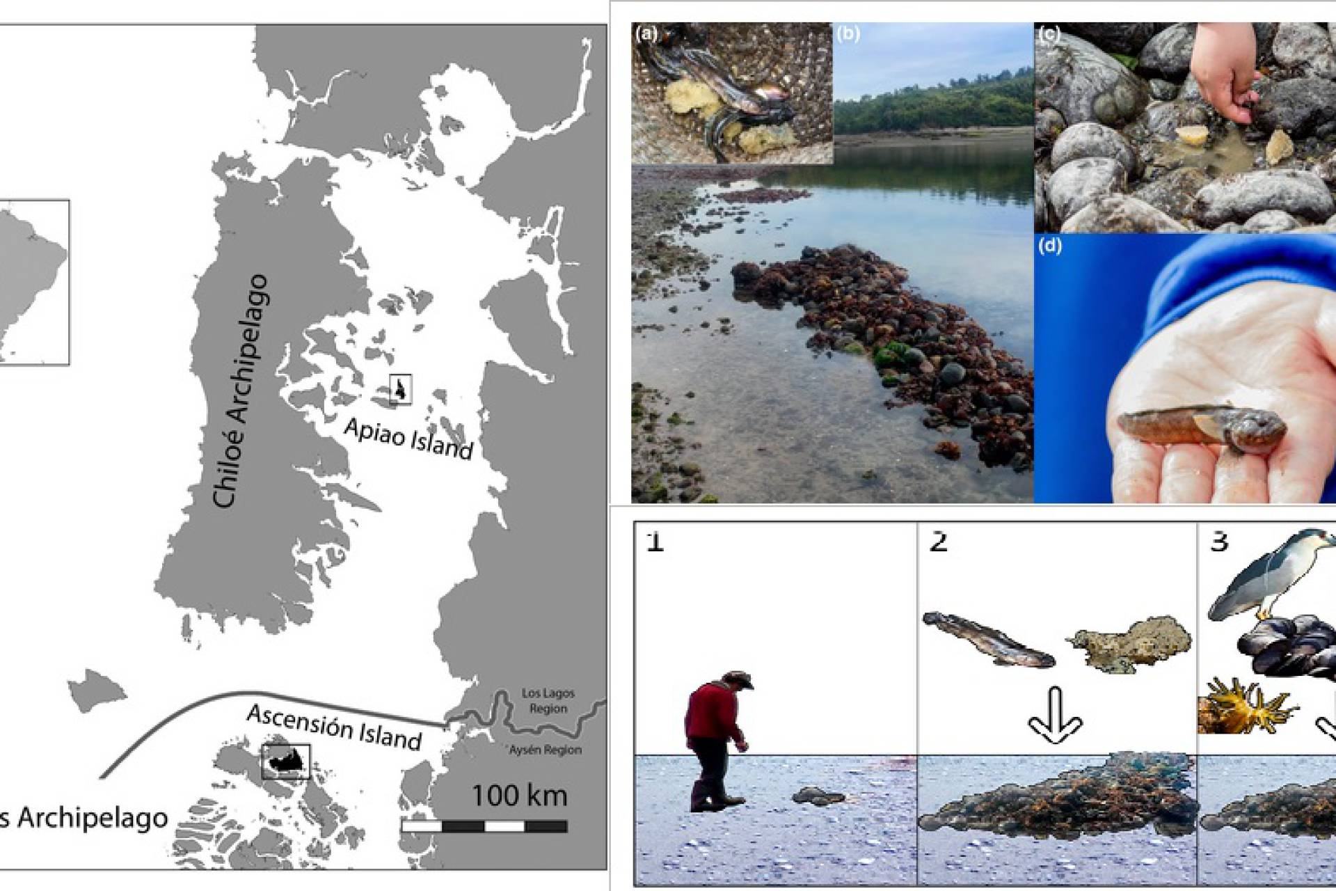 Patagonia ancestral: Revista científica destaca cómo las prácticas indígenas reviven ecosistemas marinos