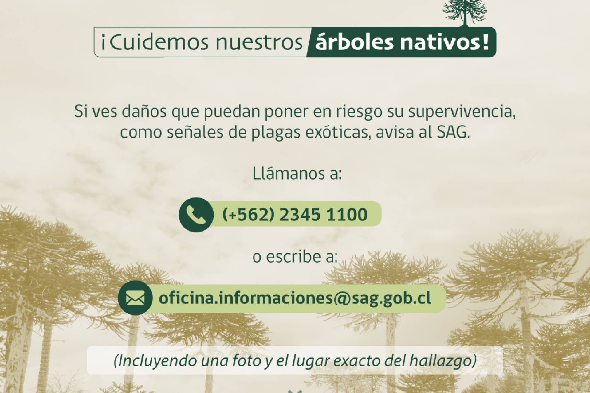 SAG lanza fichas digitales de especies nativas para educar sobre la sanidad del bosque