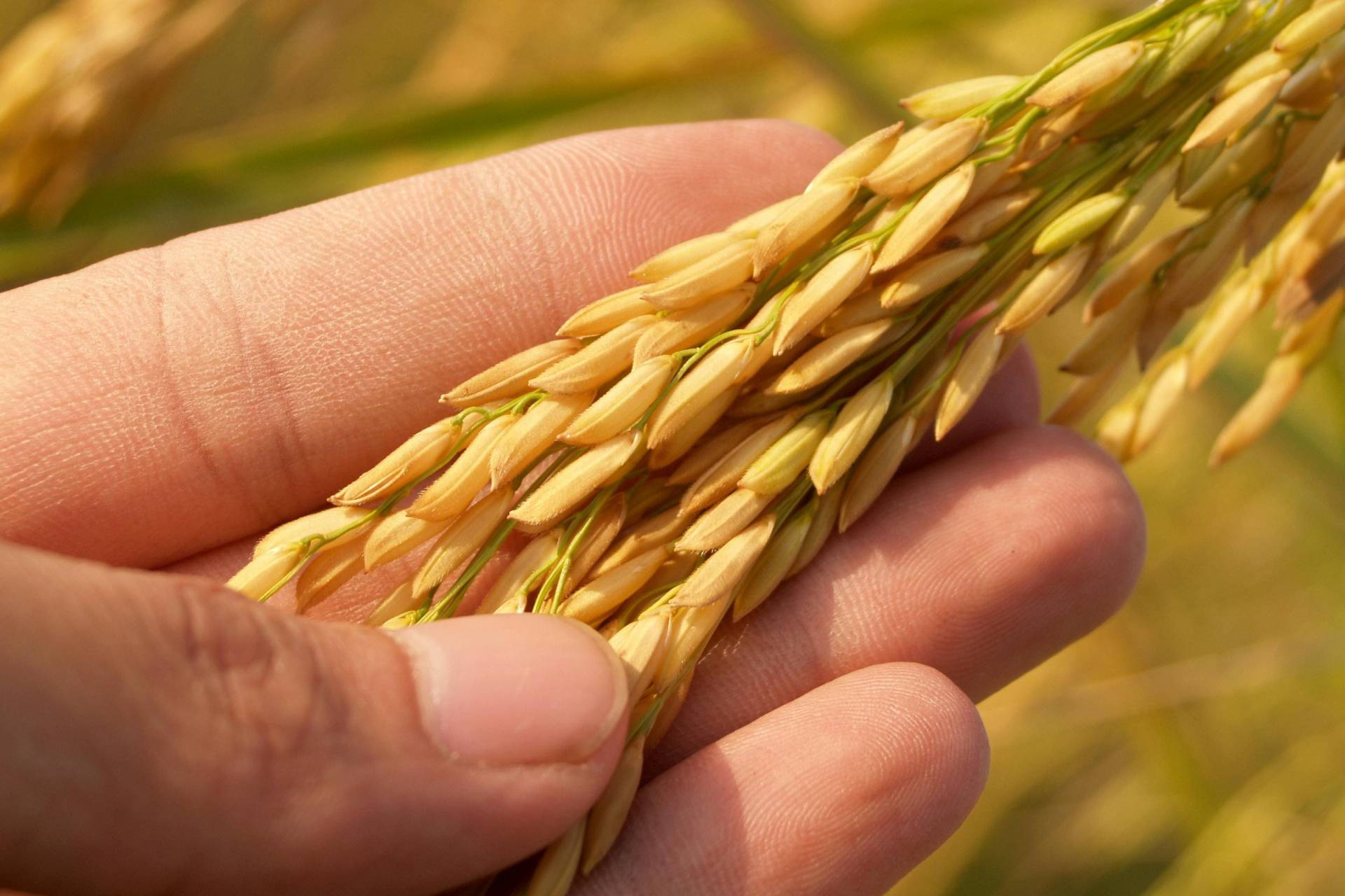 Nutricionista advierte sobre presencia de arsénico en arroz y enseña a reducir su consumo