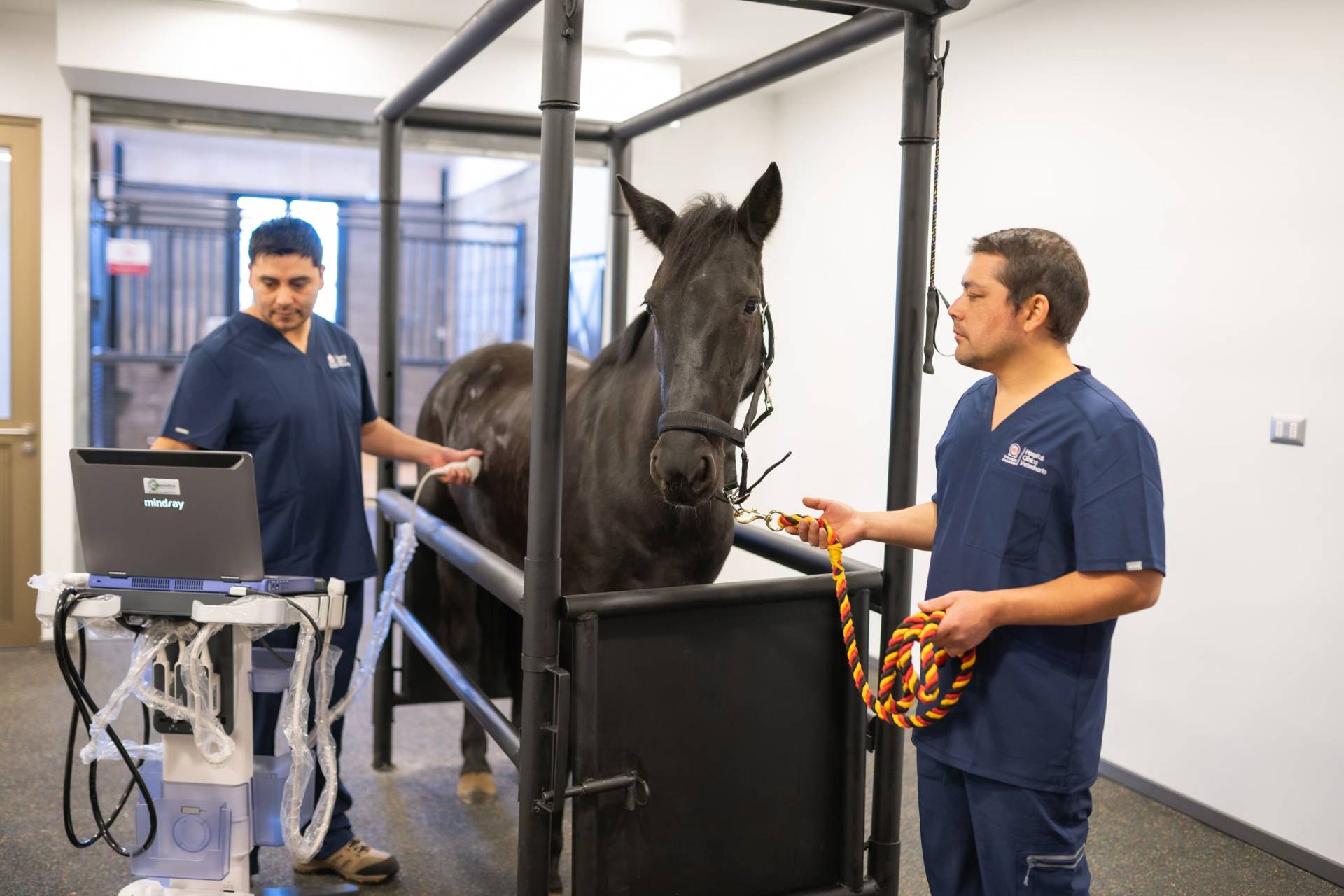 Hospital Veterinario de U. Andrés Bello inaugura unidad de equinos con altos estándares de infraestructura y tecnología