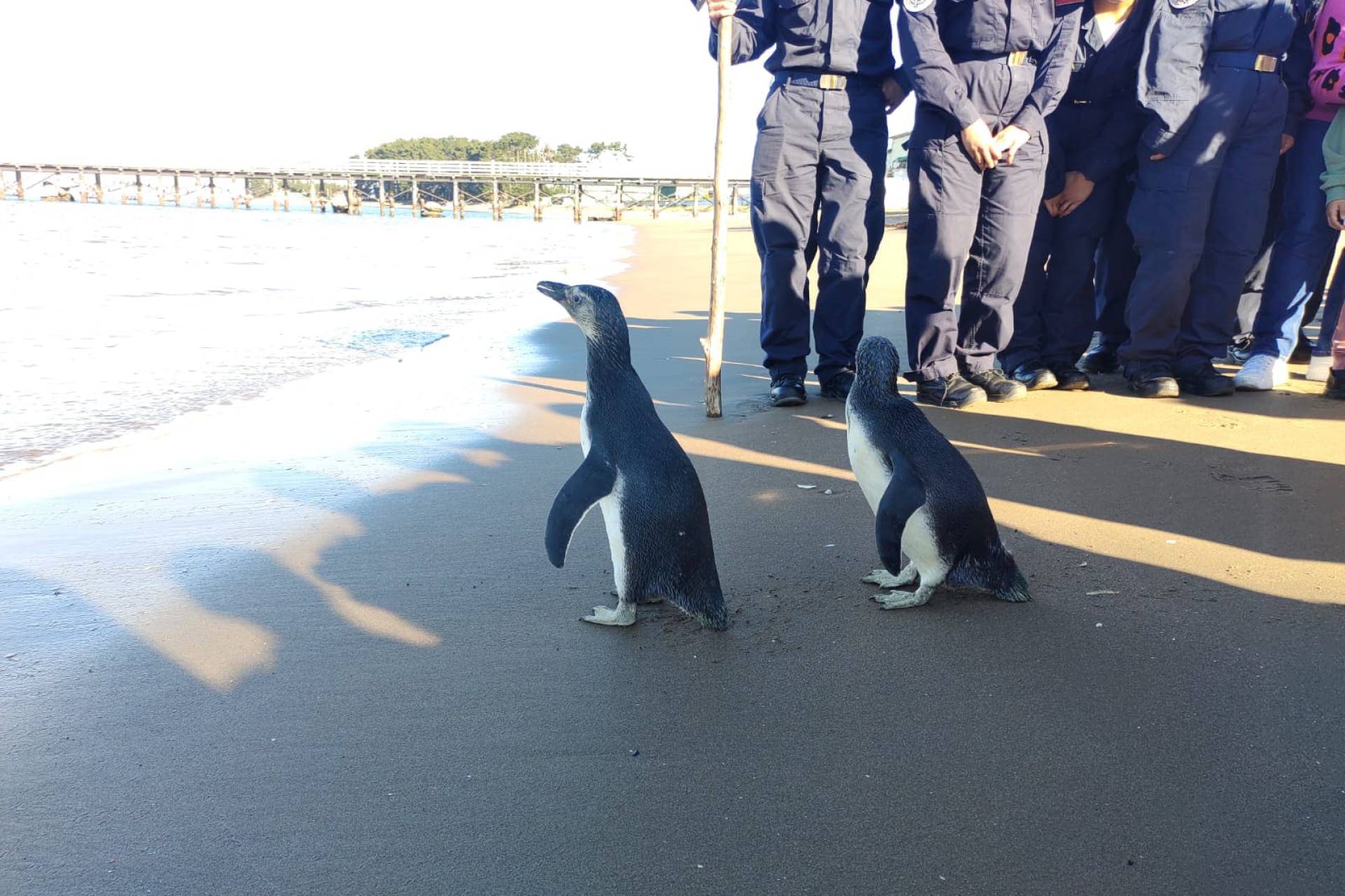 Sernapesca y Armada liberan dos pingüinos  magallánicos en la Isla Quiriquina
