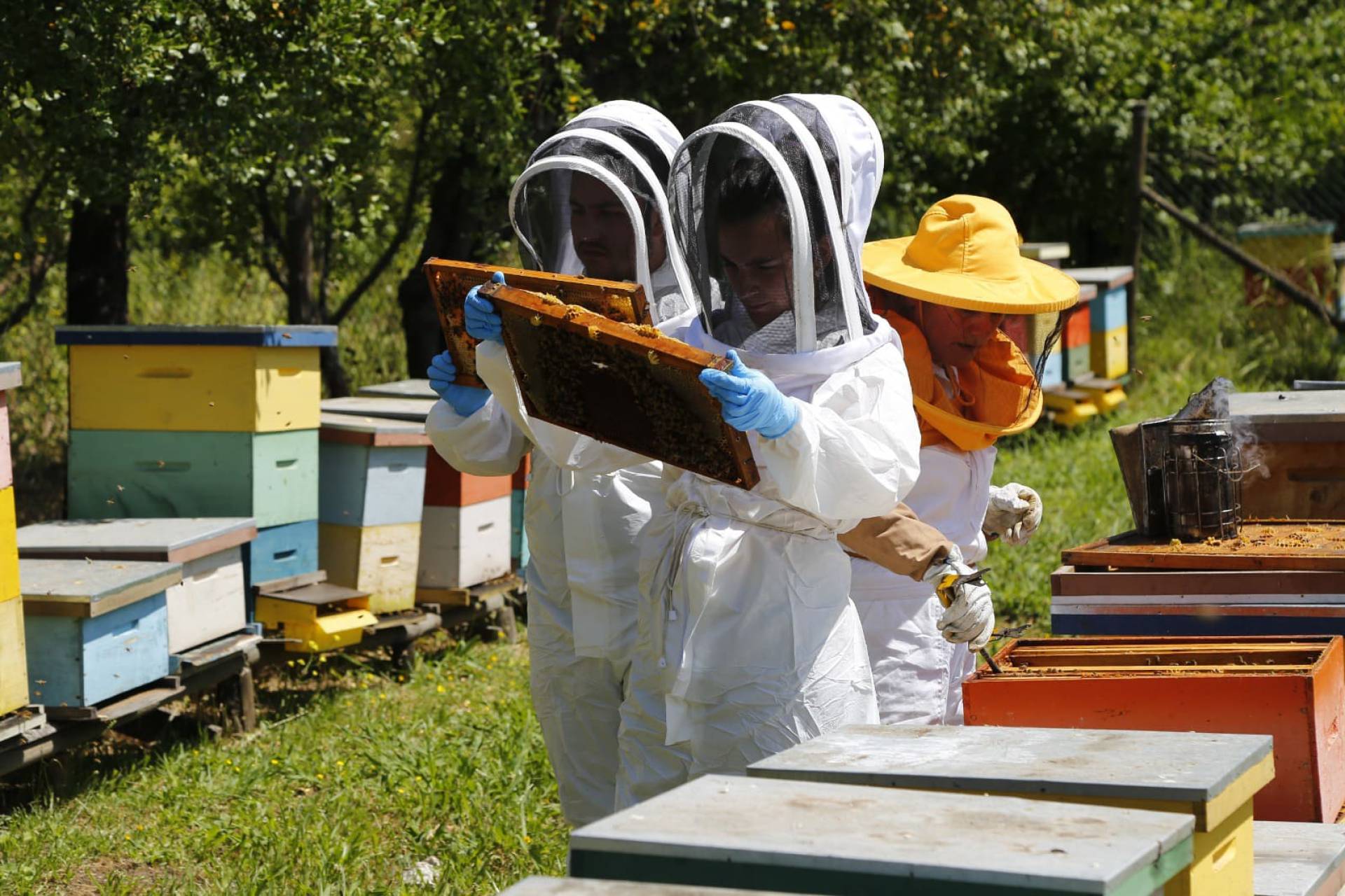 En el Día Mundial de las Abejas, SAG presenta guía sobre bienestar animal en la apicultura