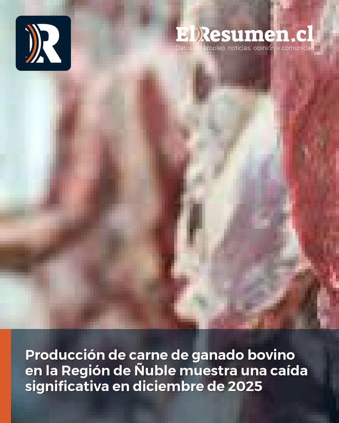 Producción de carne de ganado bovino en la Región de Ñuble muestra una caída significativa en diciembre de 2025
