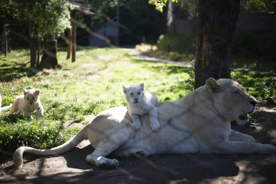 Bioparque Quillón celebra el nacimiento de leones blancos en su centro de rescate