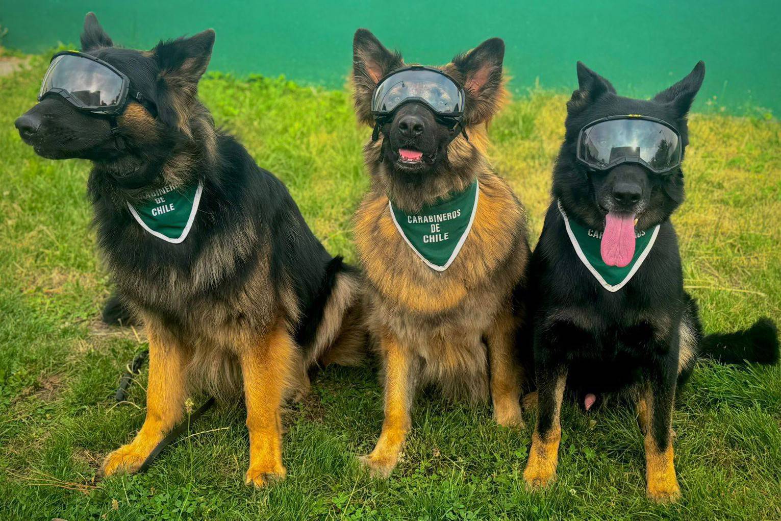 Carabineros y perritos institucionales fortalecen la seguridad en Chillán con intervenciones en la ciudad