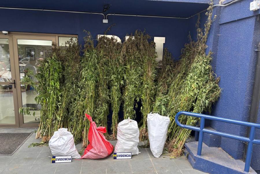 PDI incauta más de 310 plantas de cannabis y 46 kilos de droga en Cobquecura, Ñuble